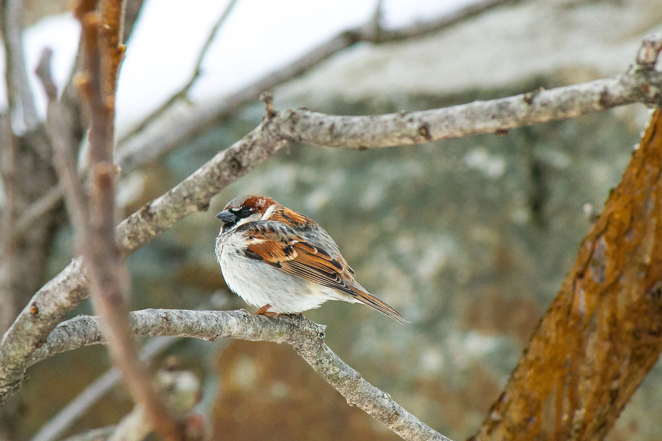 Wren on Branch 2.jpg