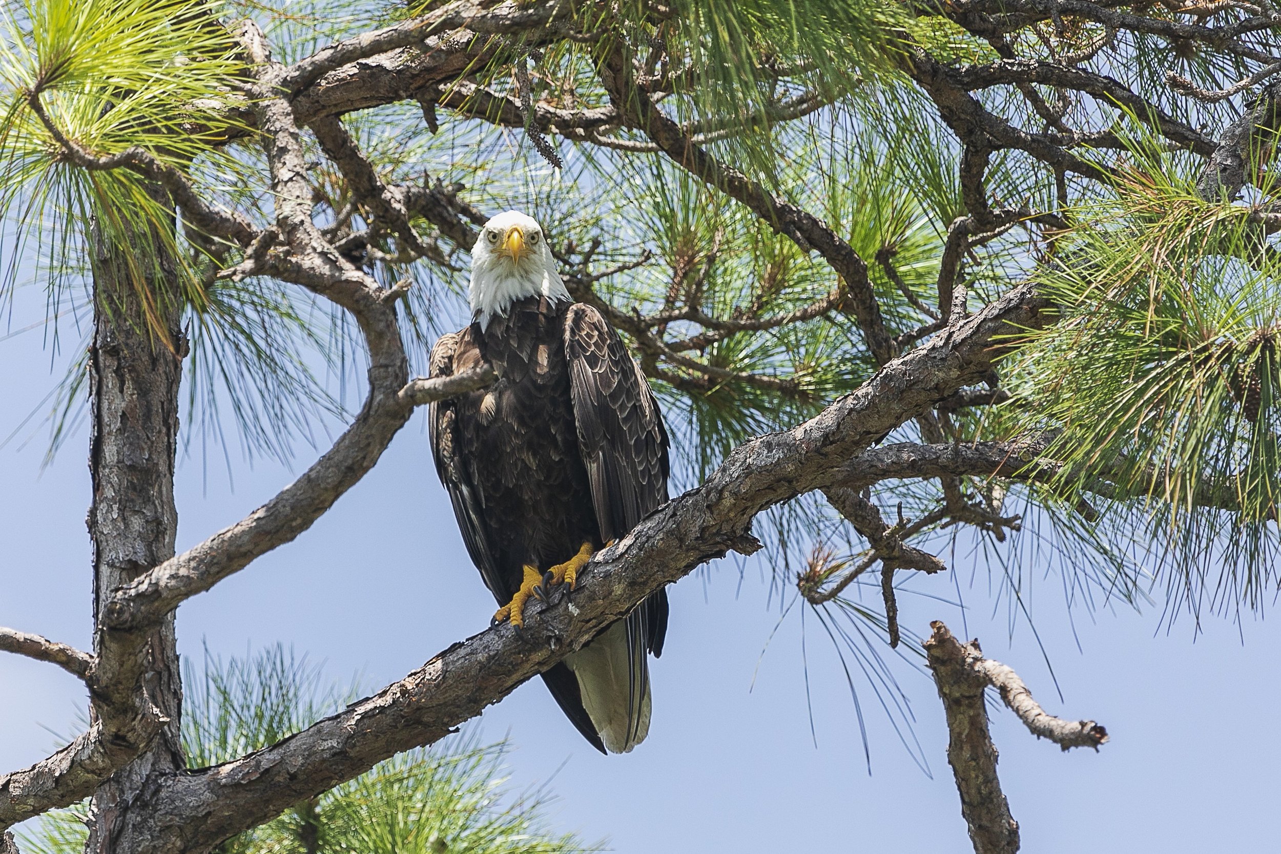 Bald Eagle July 10 2023 6.jpg
