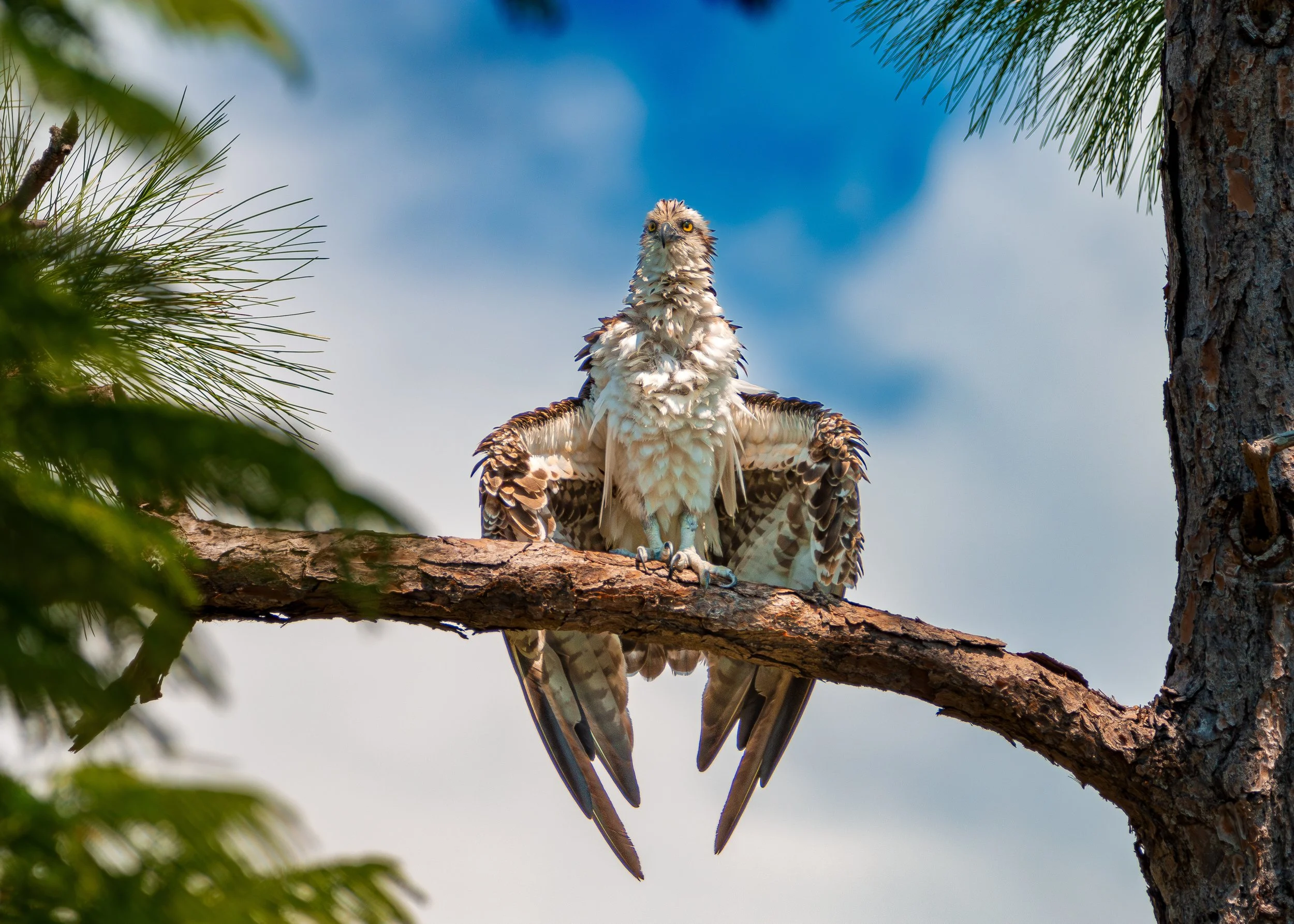 Bird 18.jpg