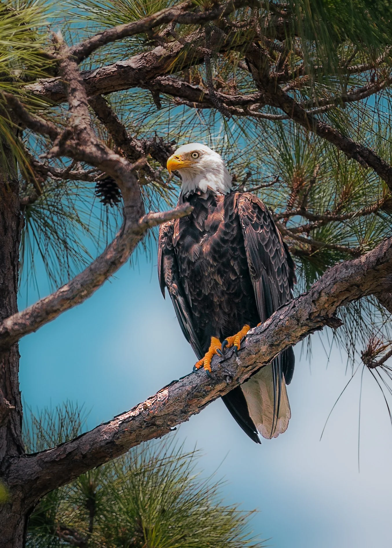 Bald Eagle July 10 2023 V2.jpg