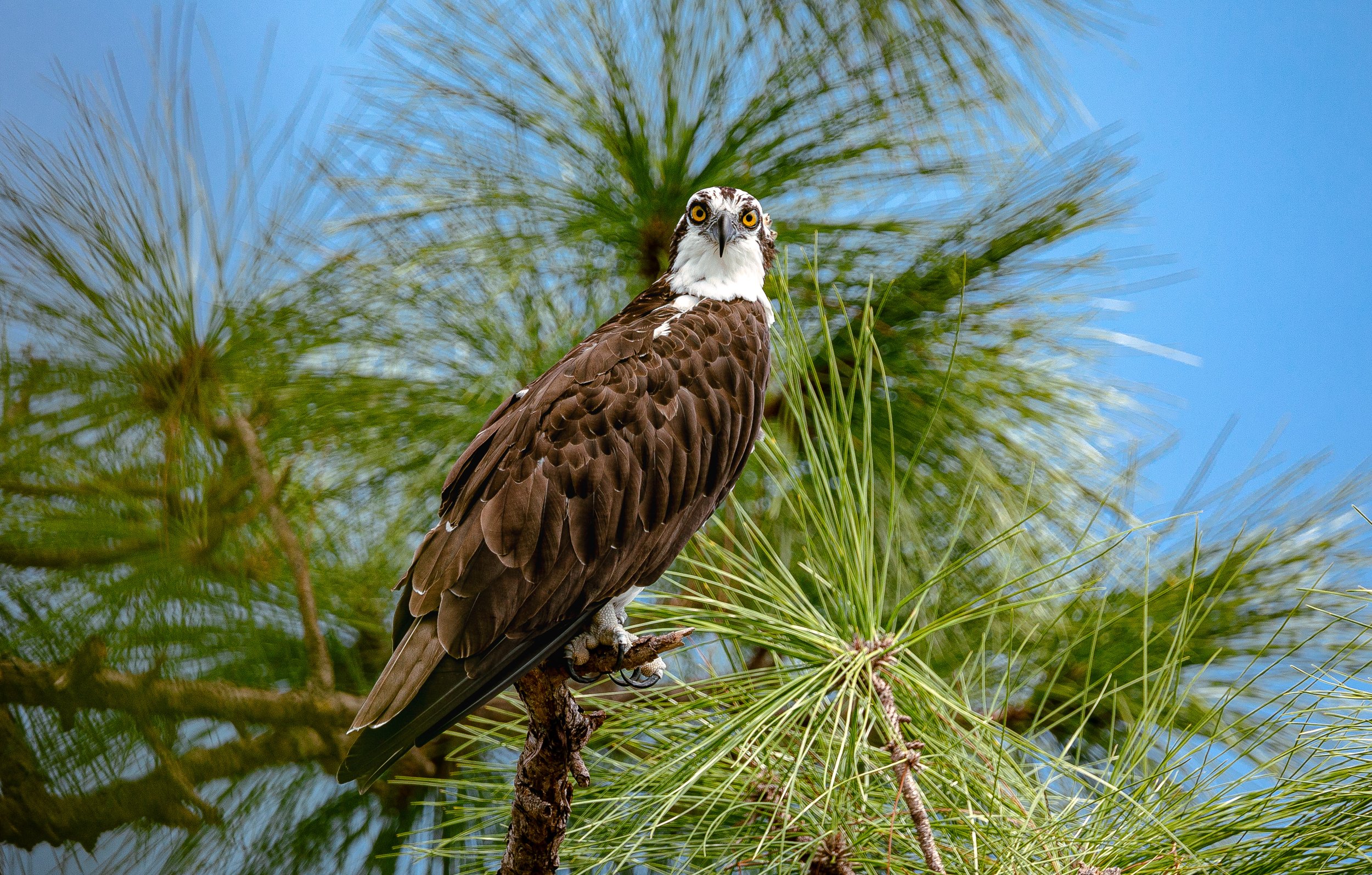 Osprey Series 10-31.jpg