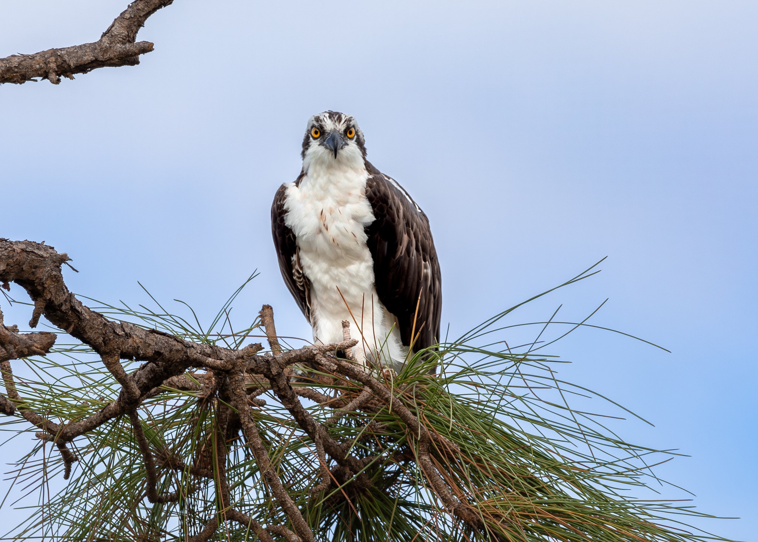 Bird 15.jpg