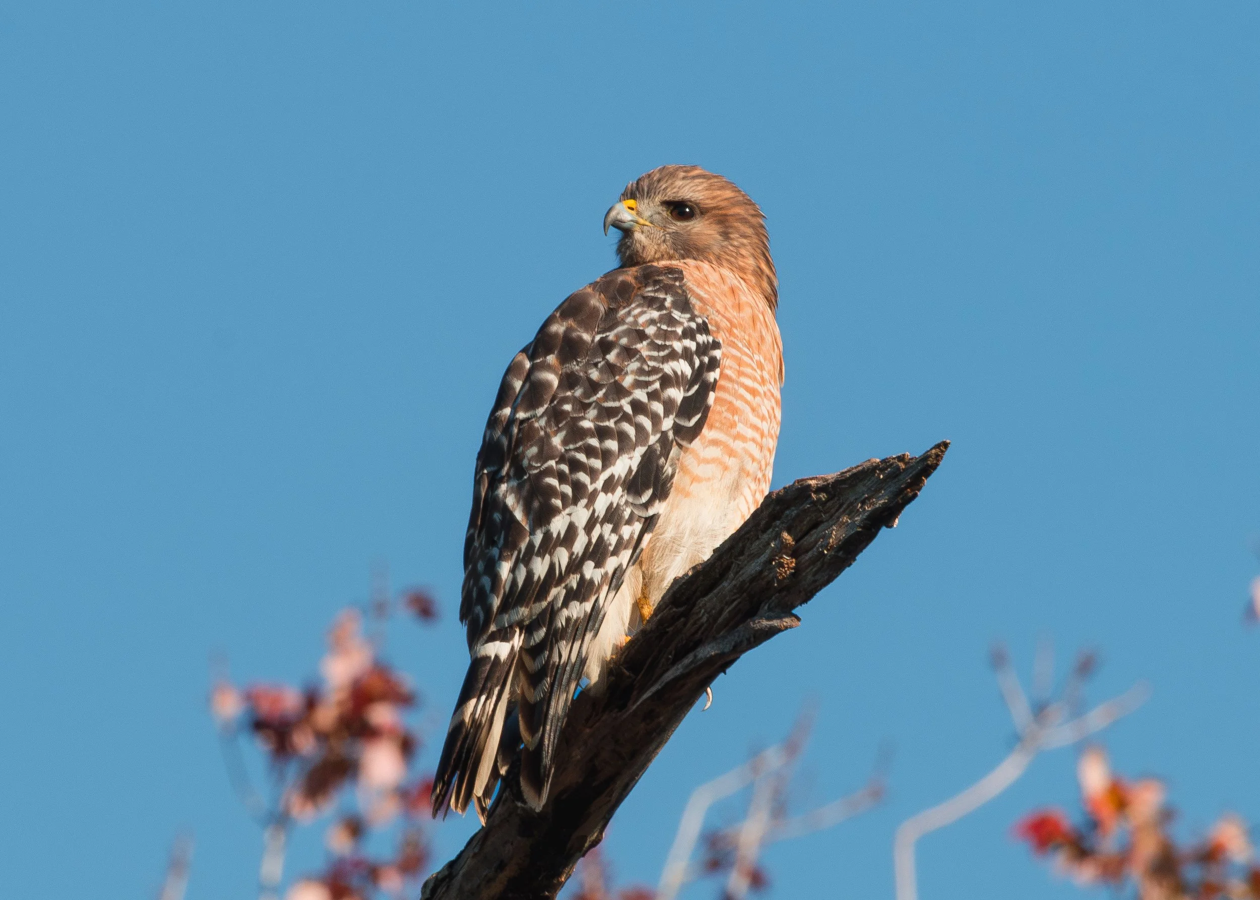 Bird 30.jpg
