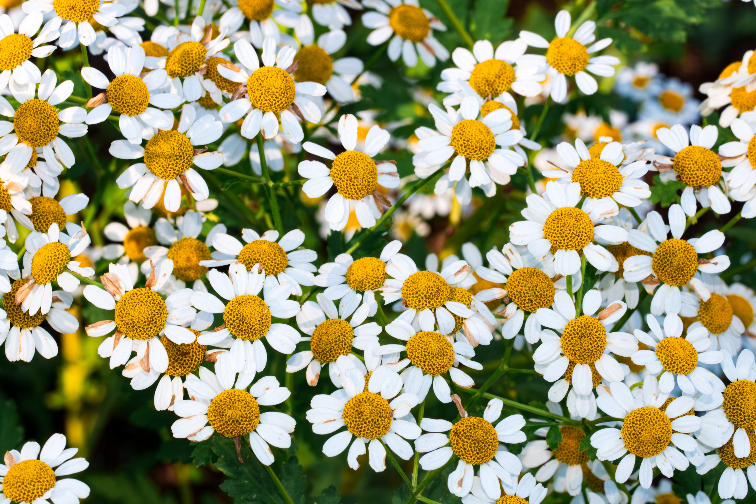 Big center daisies.jpg