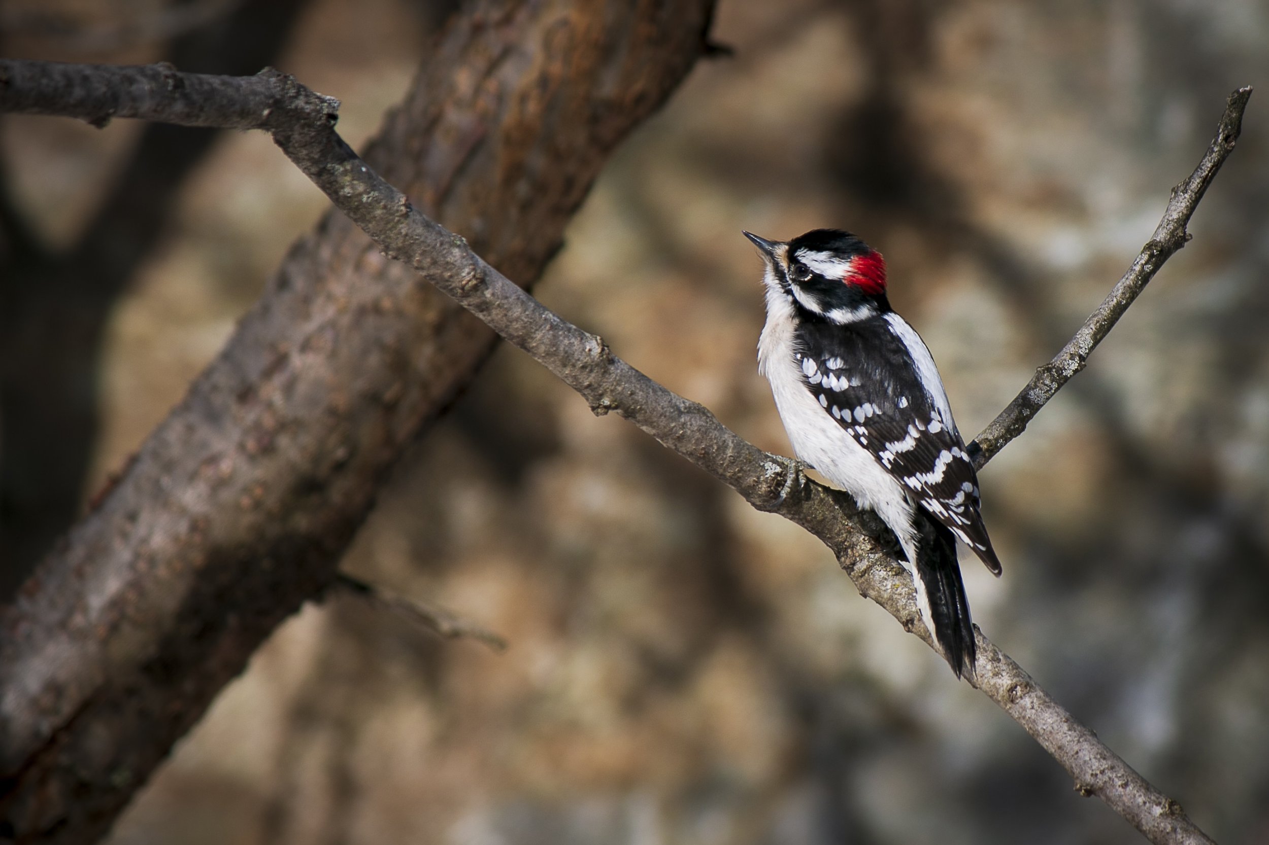 Thrush on Branch 2.jpg