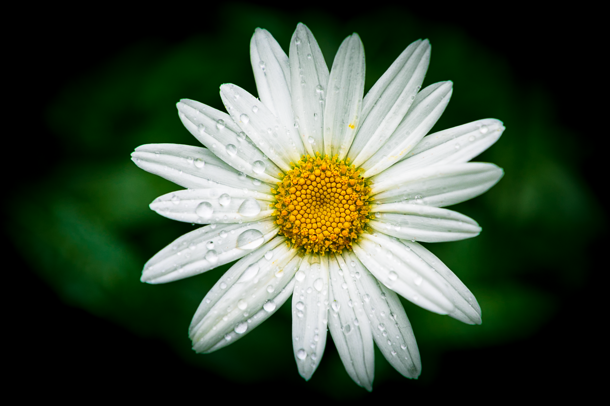 Dew Daisy.png