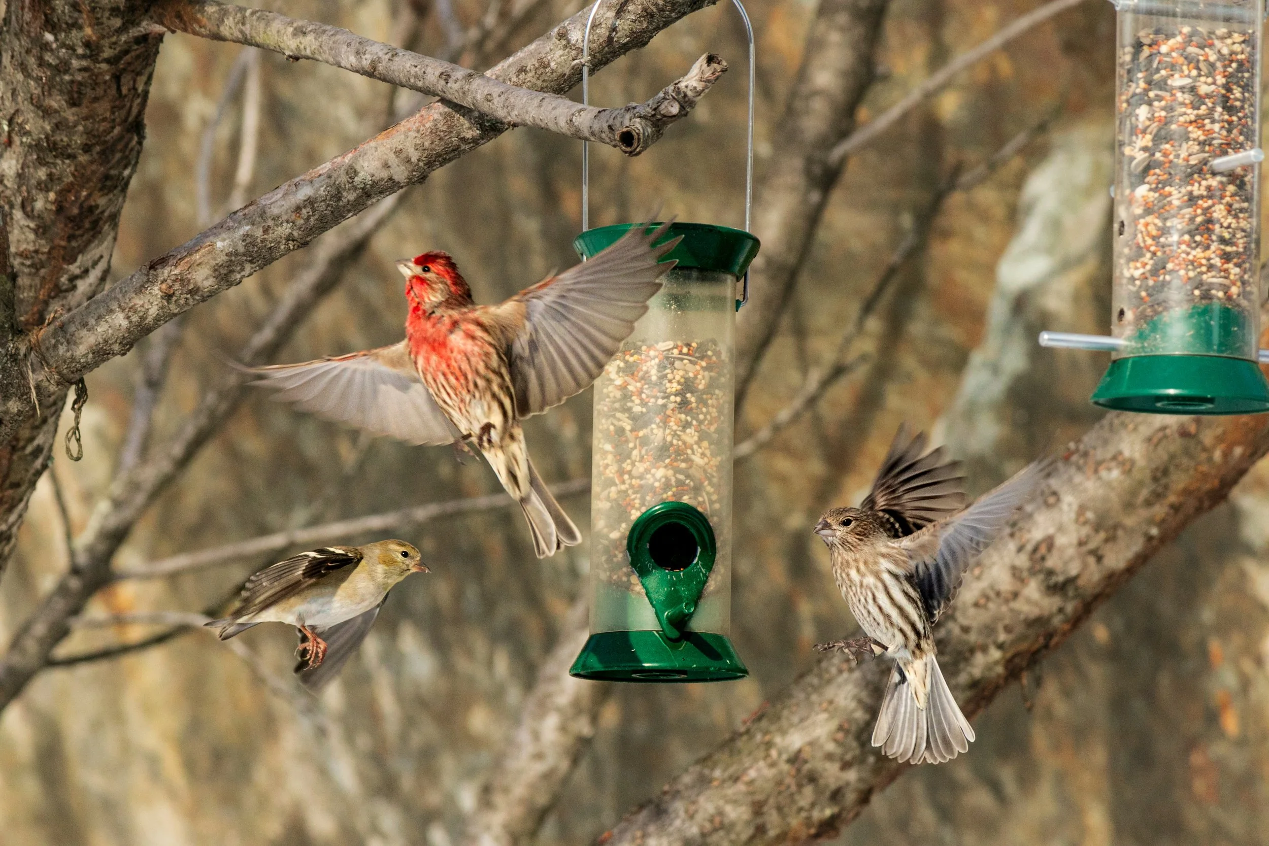 Feeder birds 1.jpg