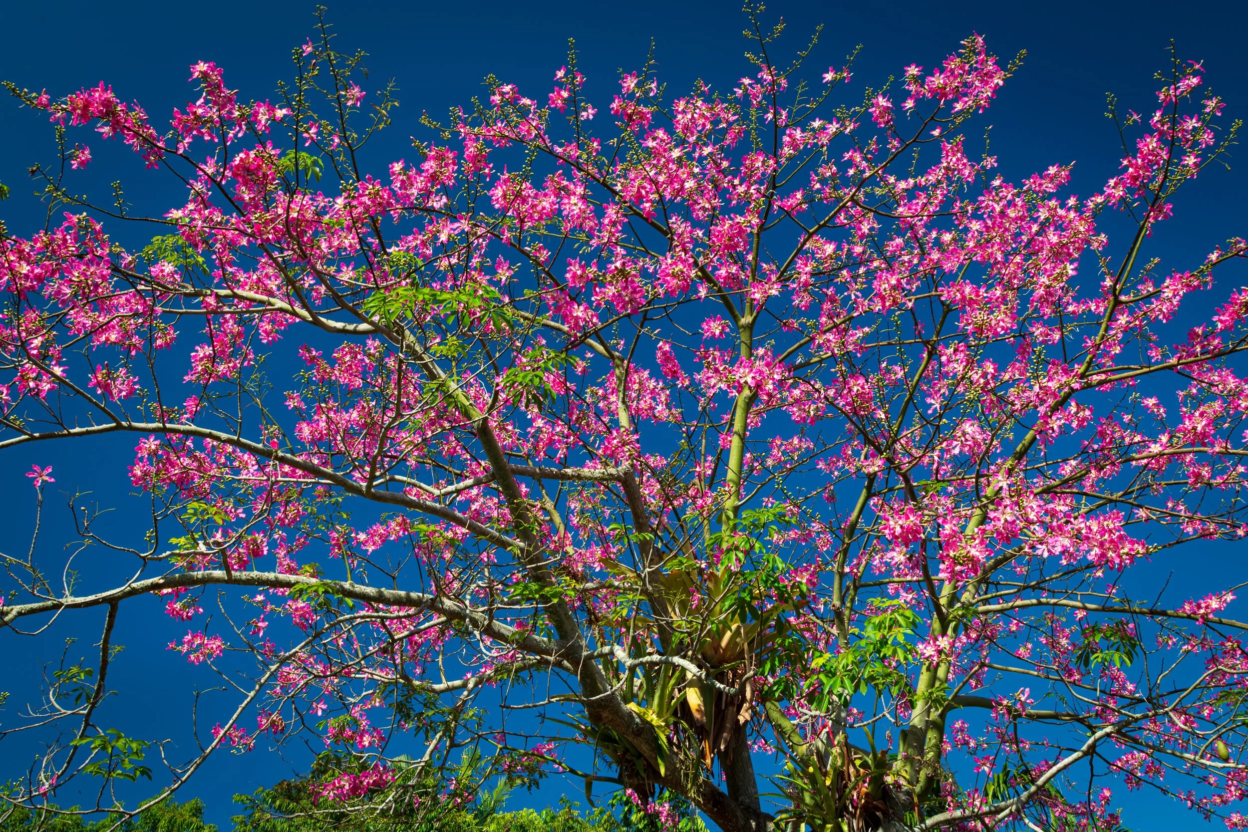 Botanical tree.jpg