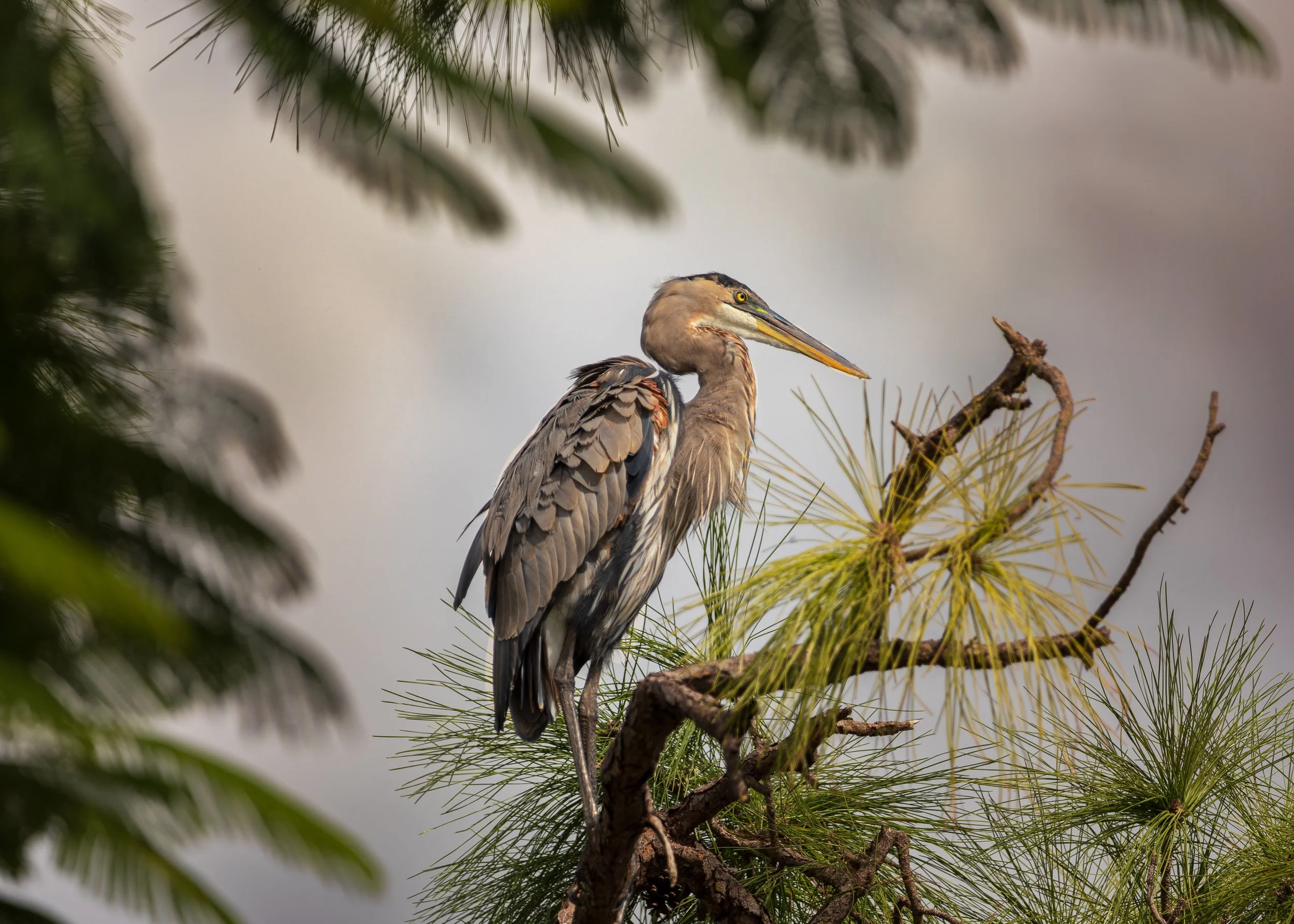 Bird 10.jpg