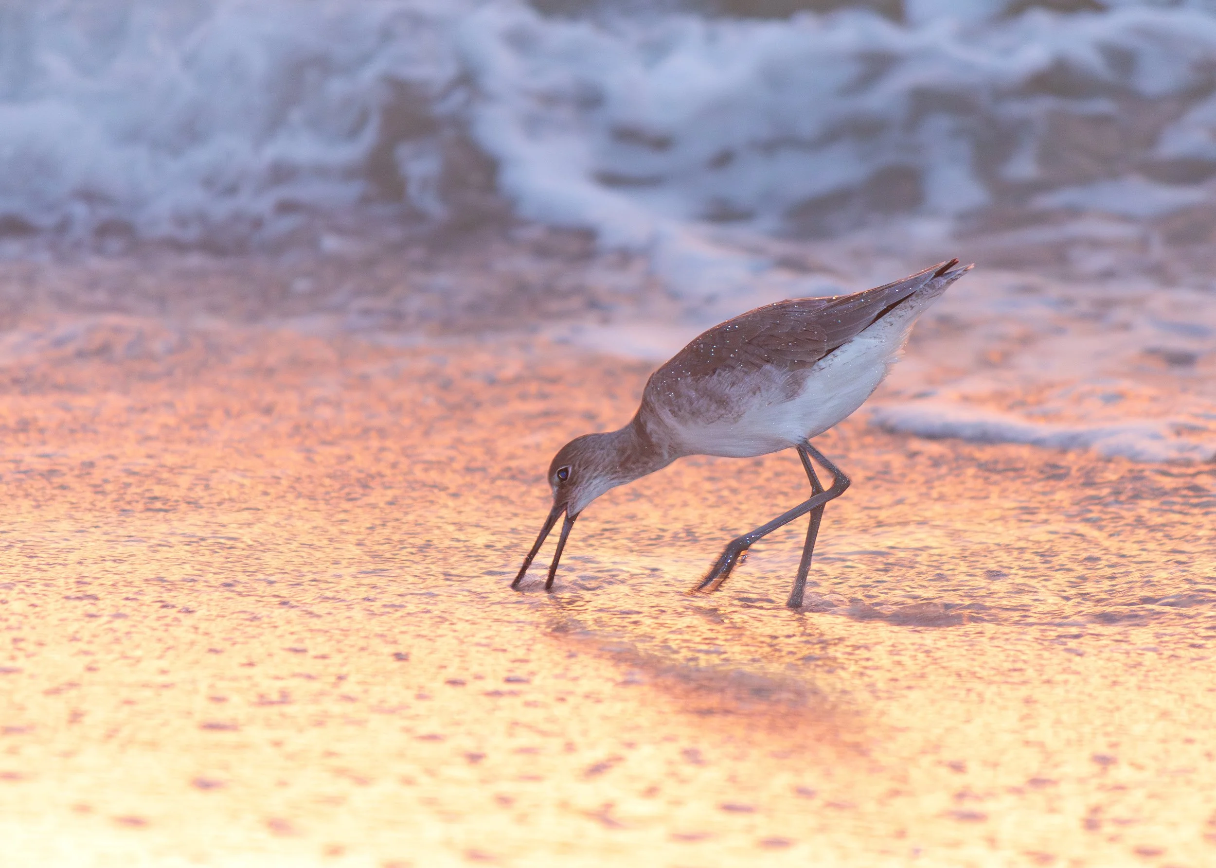 Plover 2.jpg