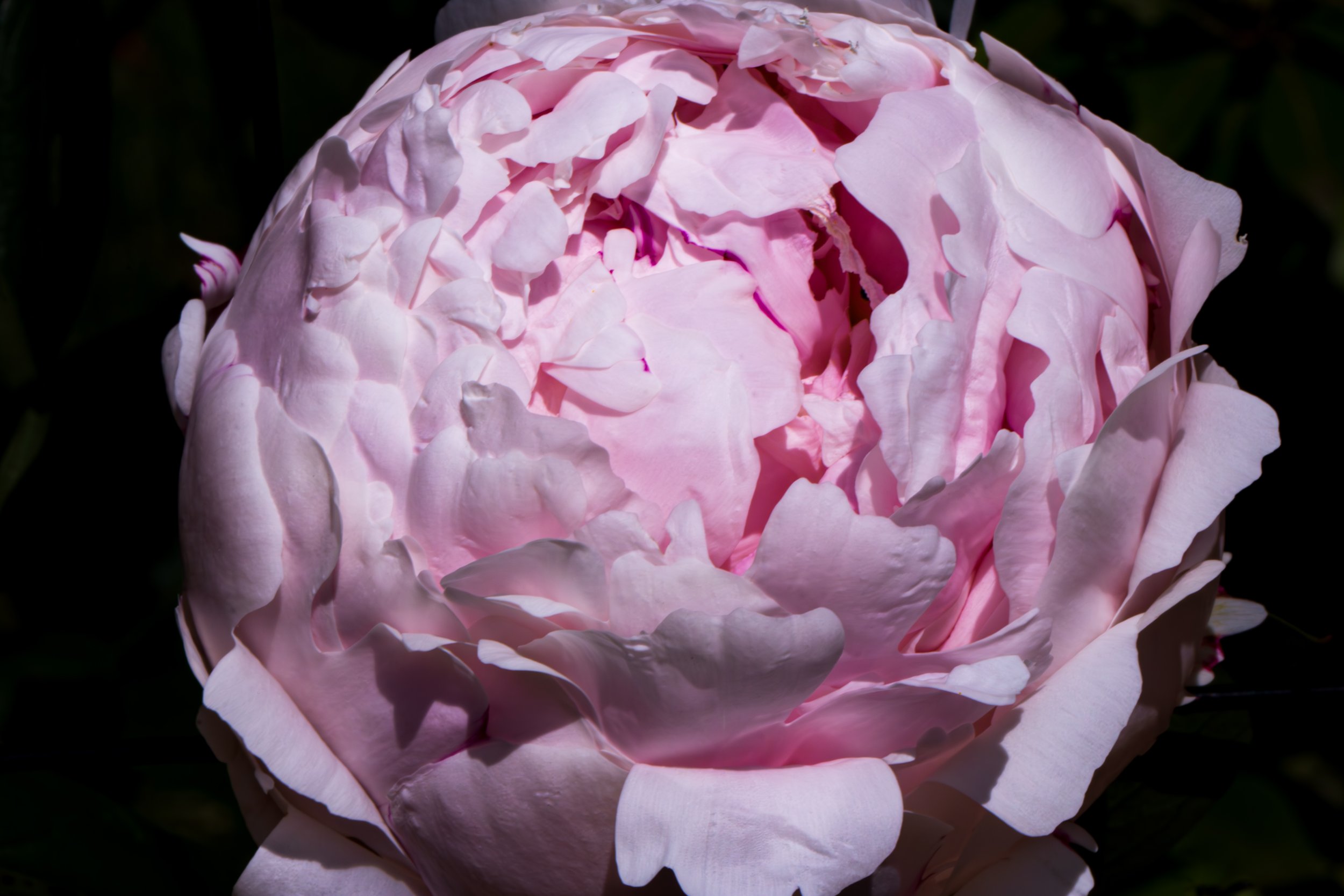 Blooming rose.jpg
