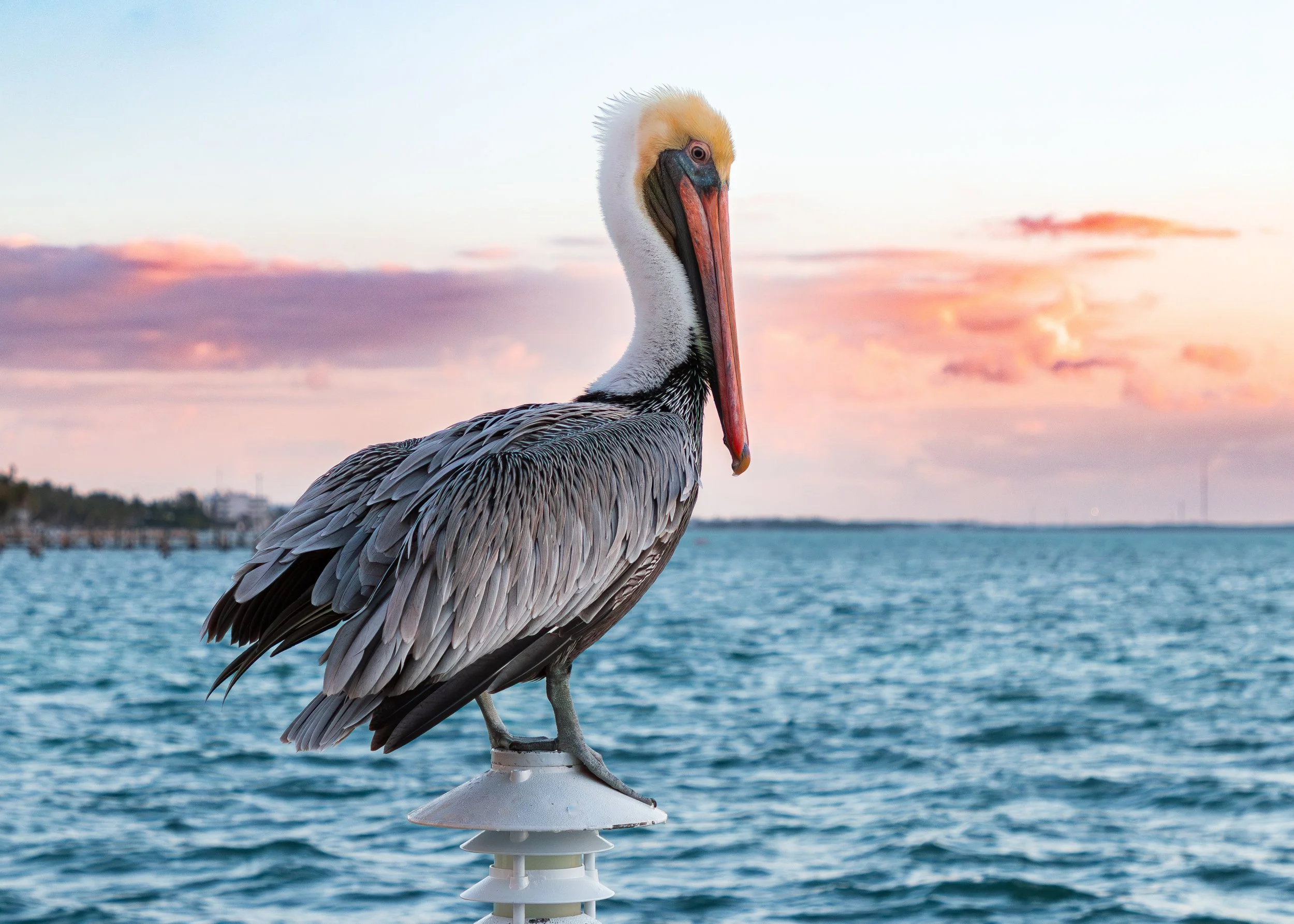 Bird 33.jpg