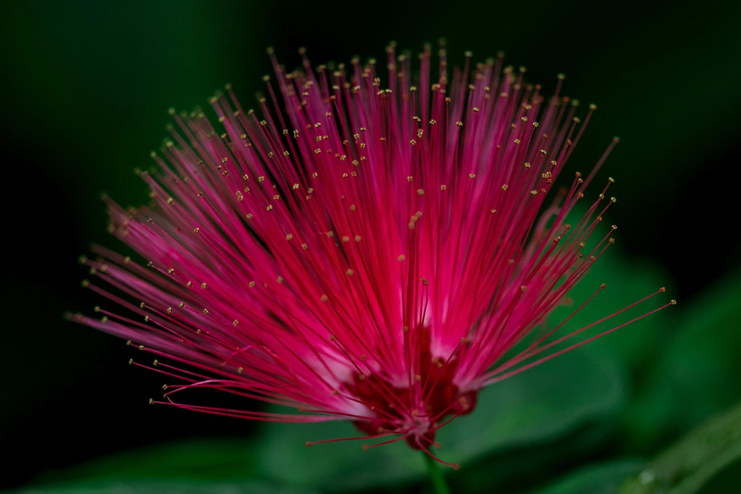 Brush orchid.jpg