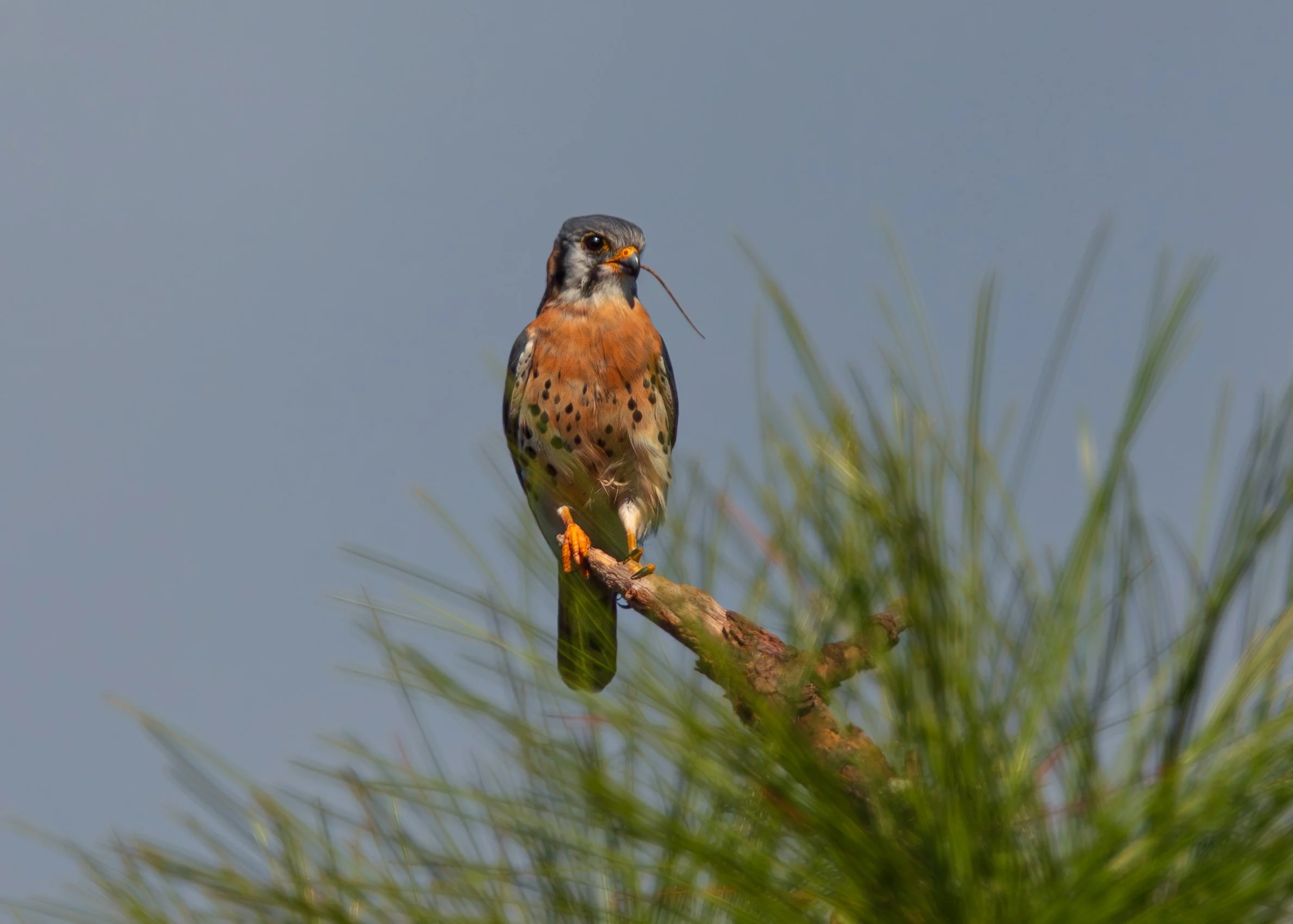 Falcon.jpg