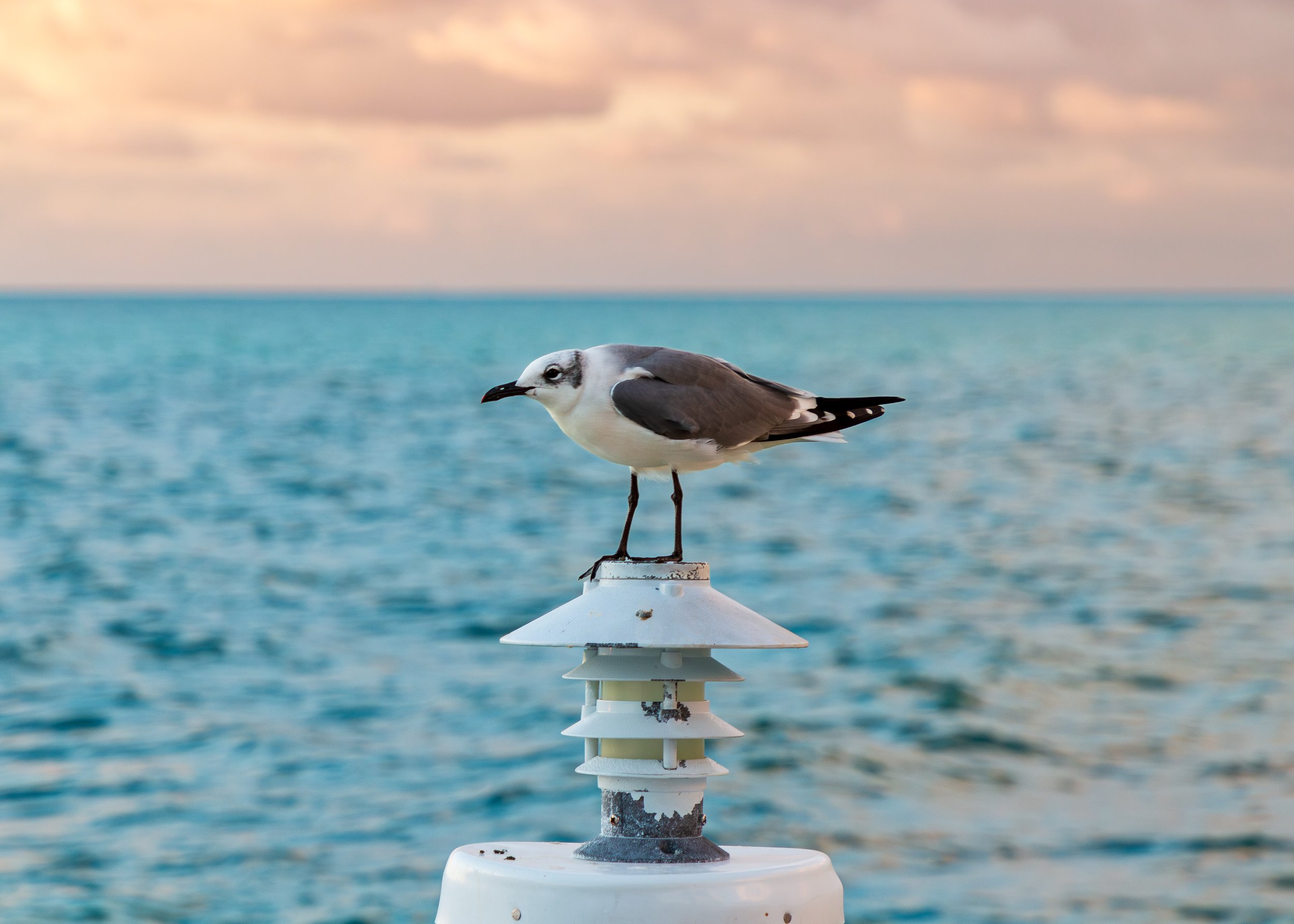 Bird 32.jpg
