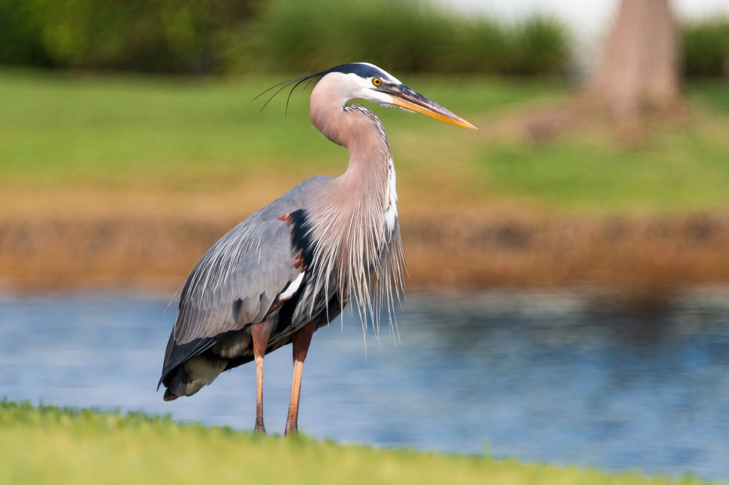 Bird 26.jpg