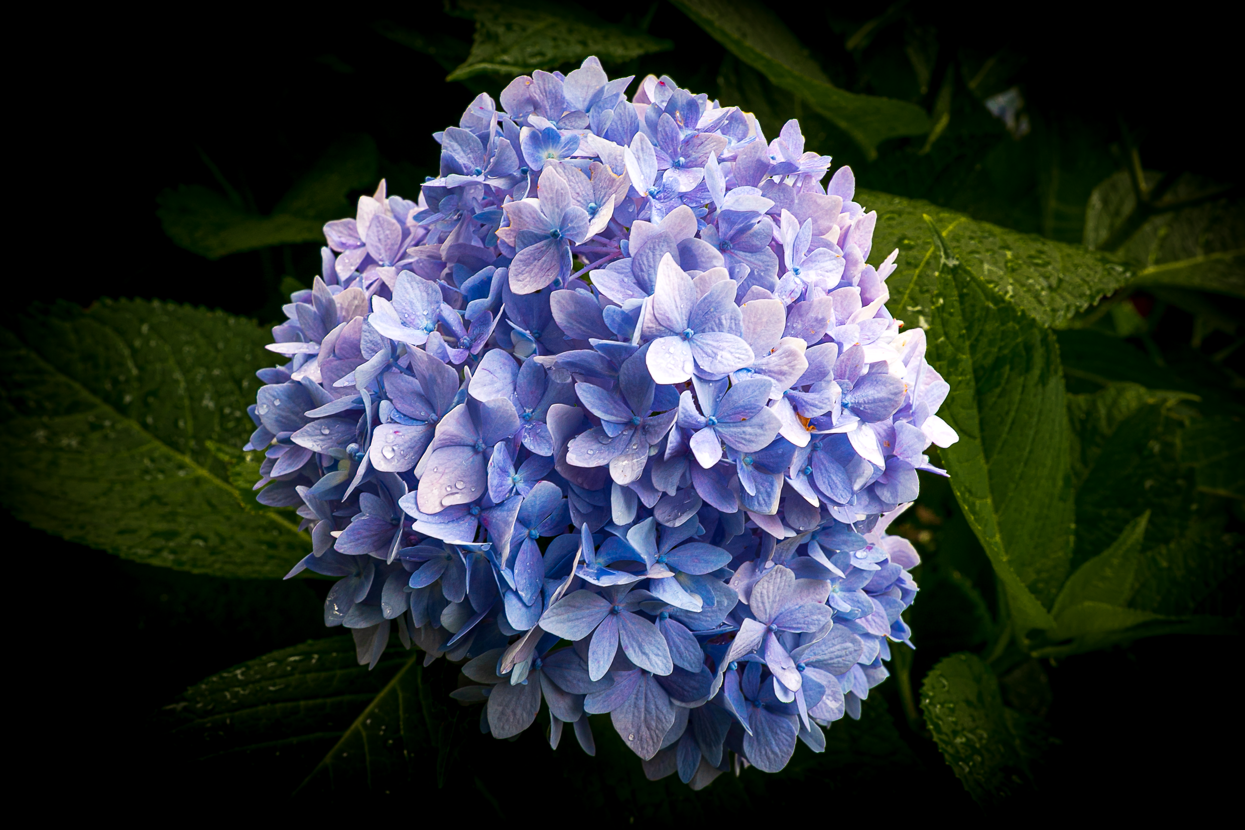 Blue Hydrangea.png