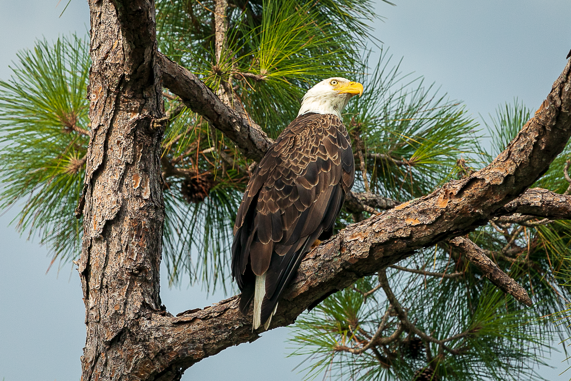 Bald Eagle July 10 2023 processed.png