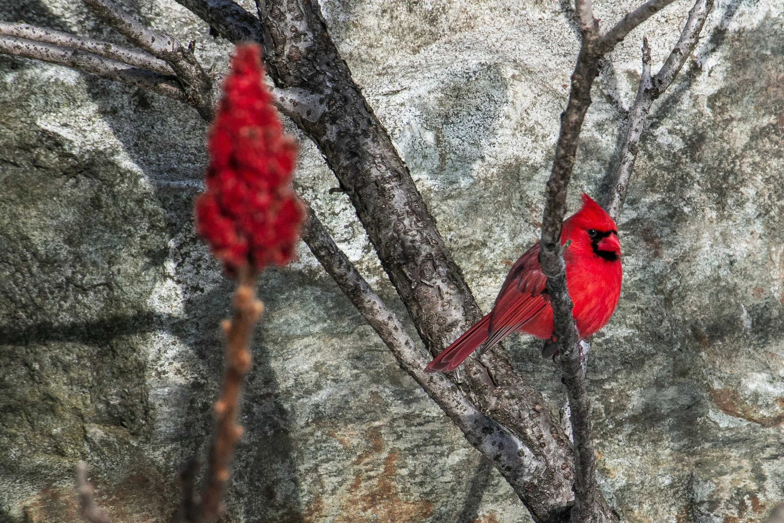 Cardinal 1.jpg