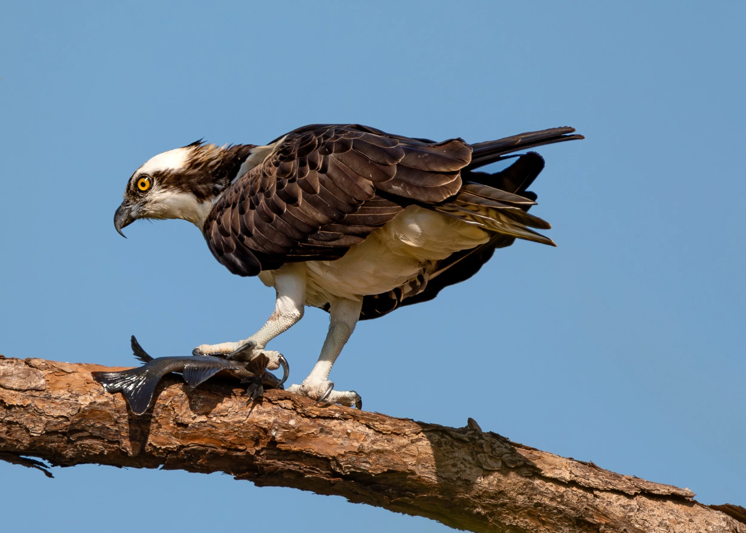 Bird 6.jpg