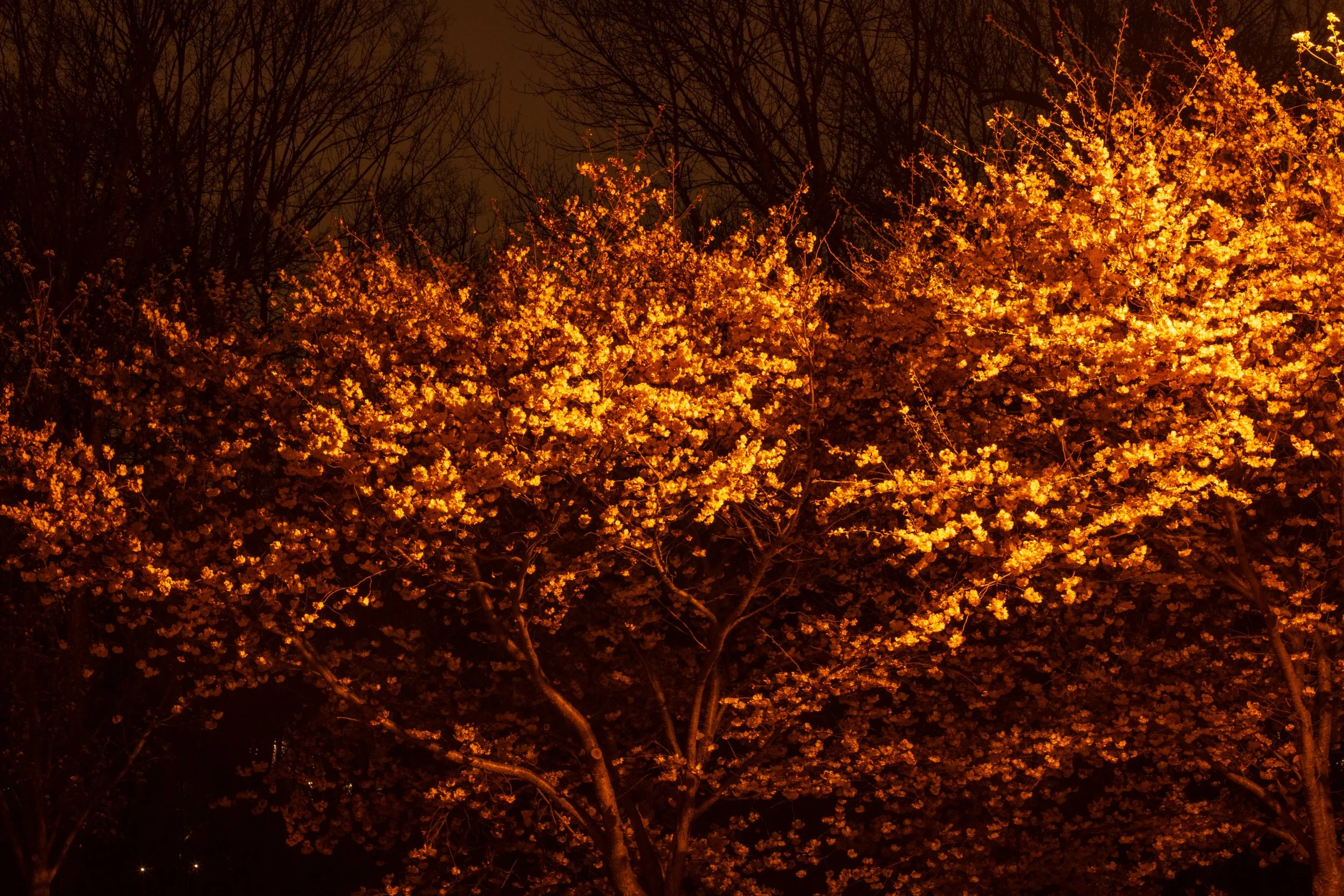 Dramatic Evening.jpg