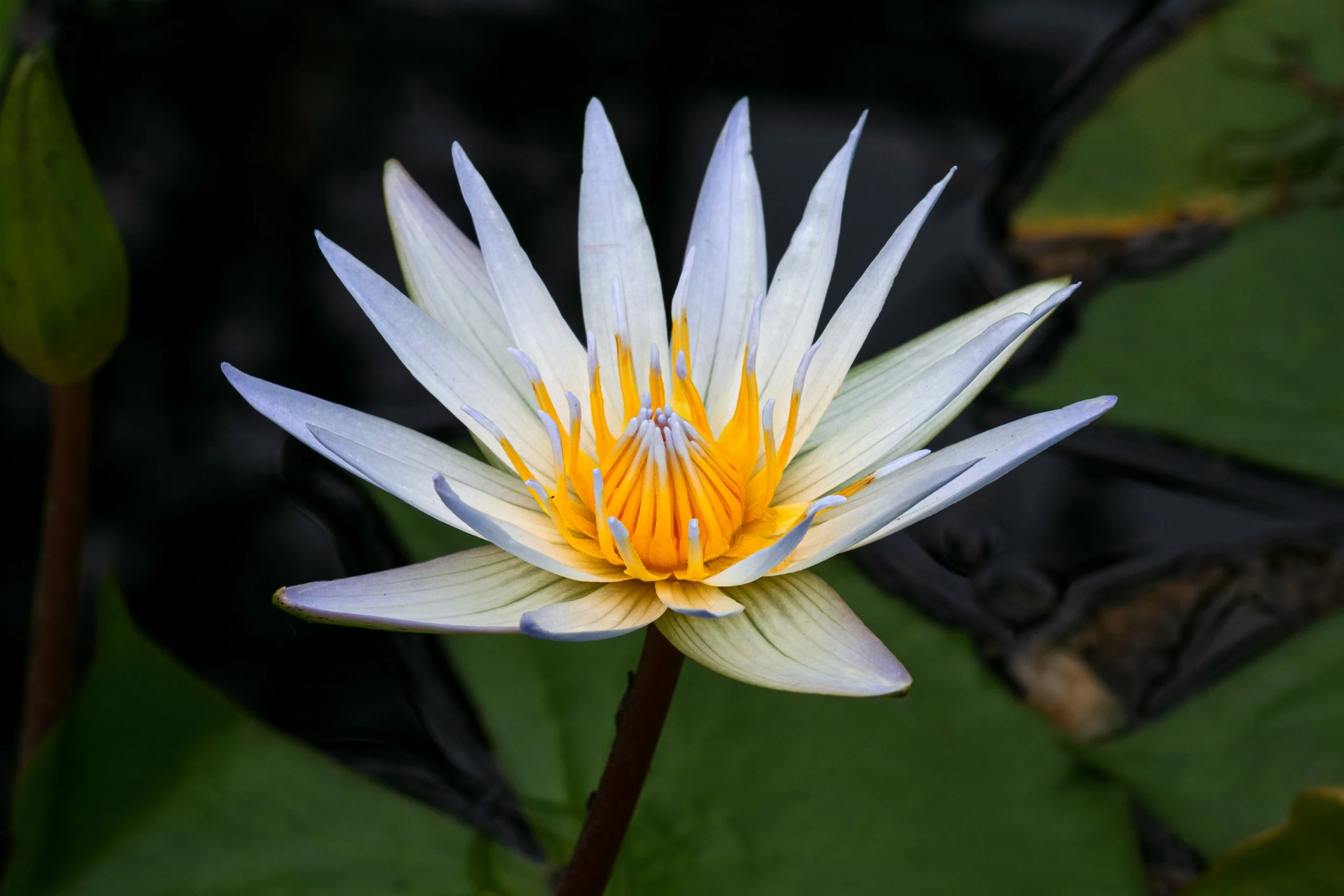 Lilly 8.jpg