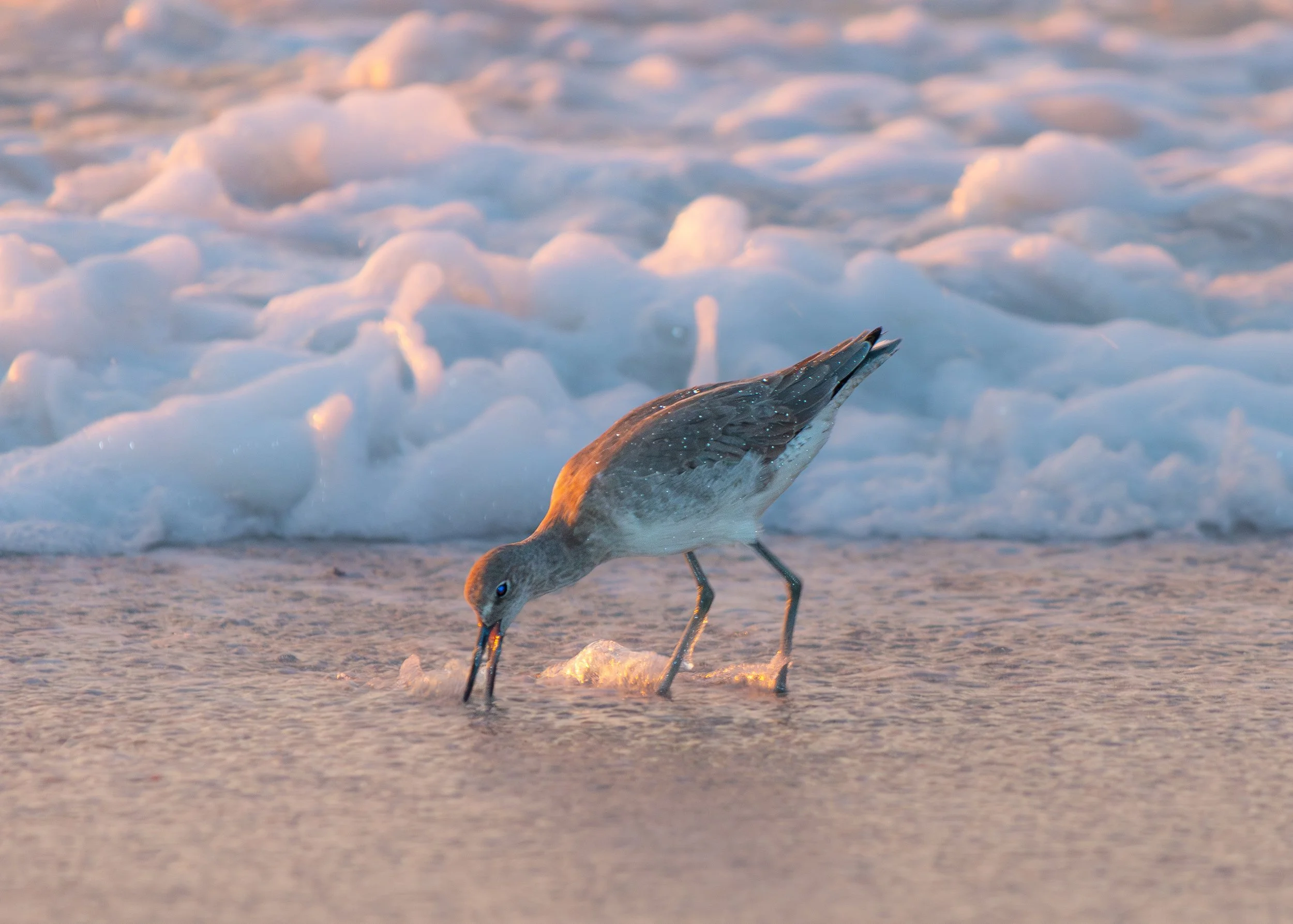 Plover 1.jpg