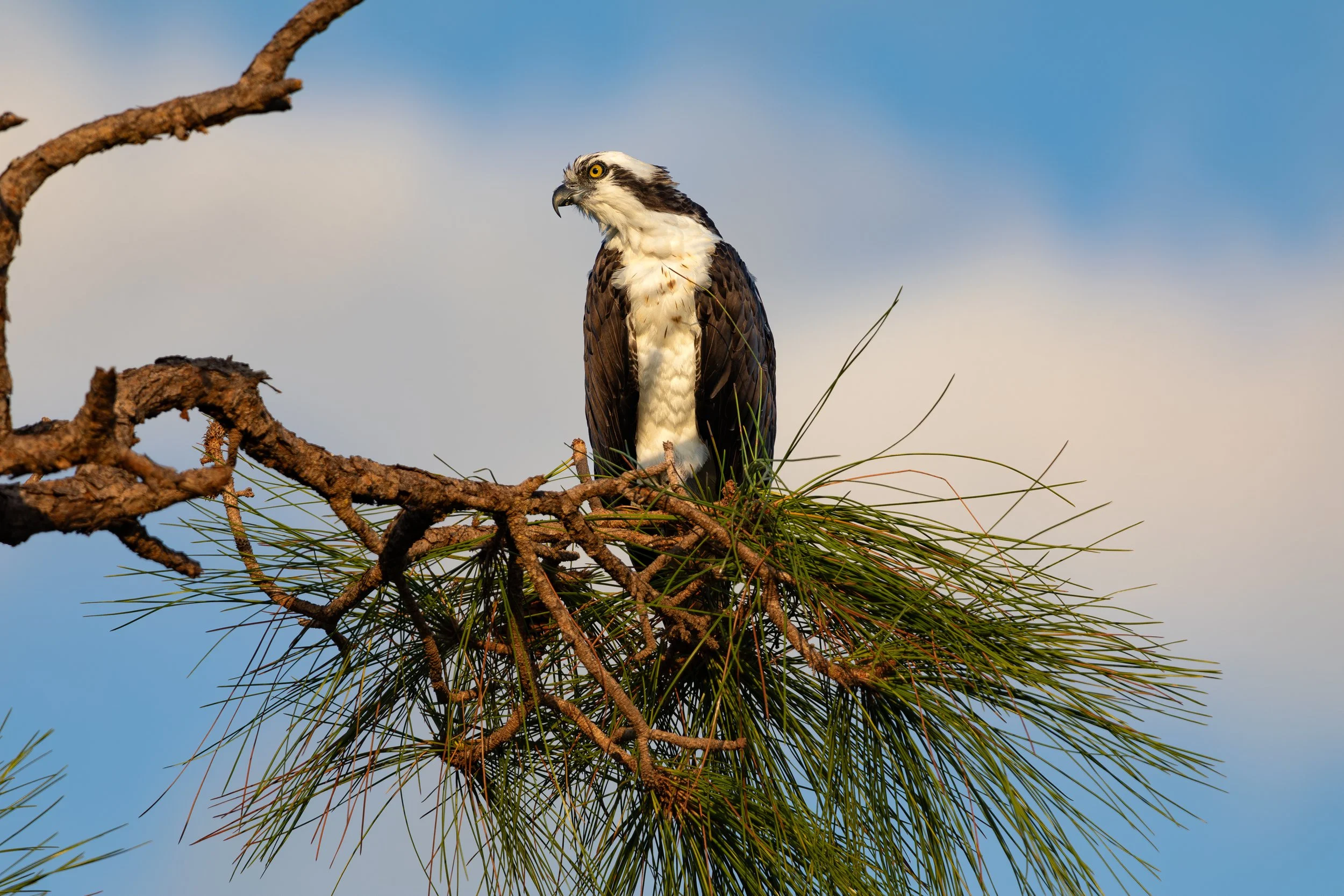 Bird 3.jpg