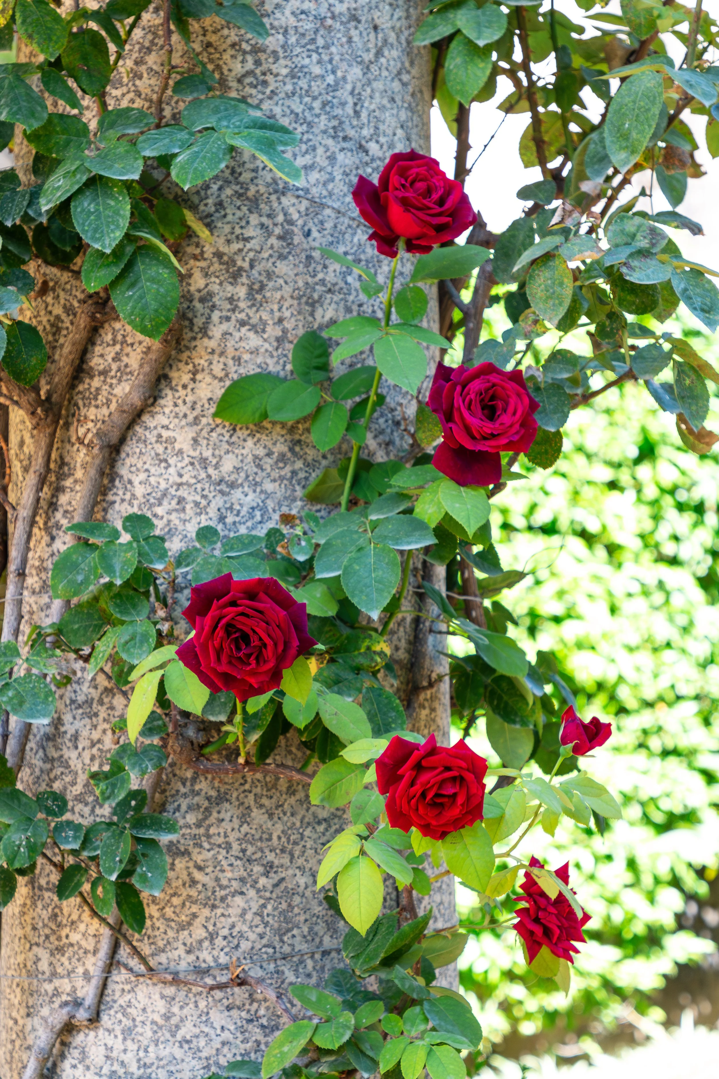 Alcazar rose.jpg