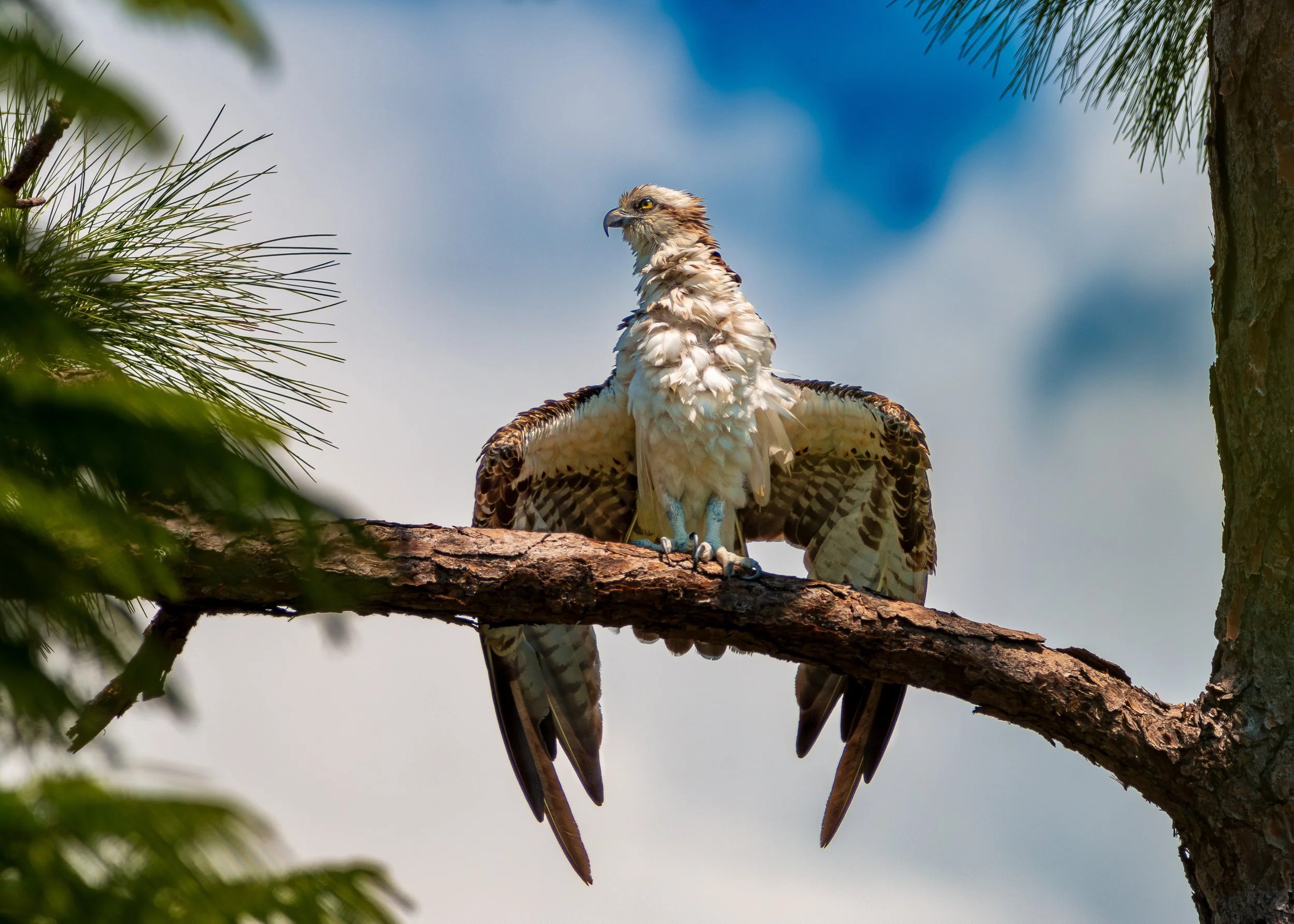Bird 19.jpg