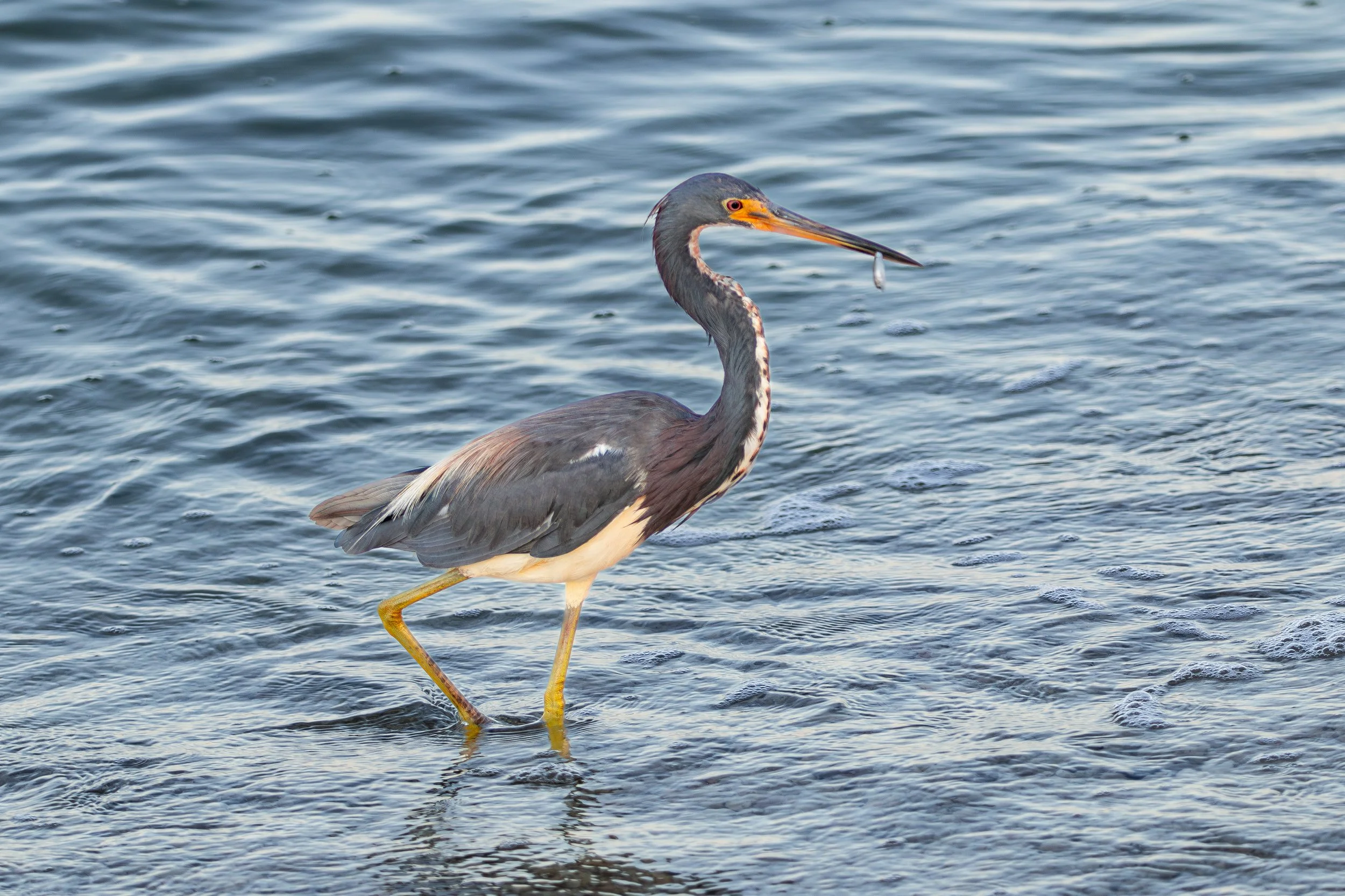 Bird 21.jpg