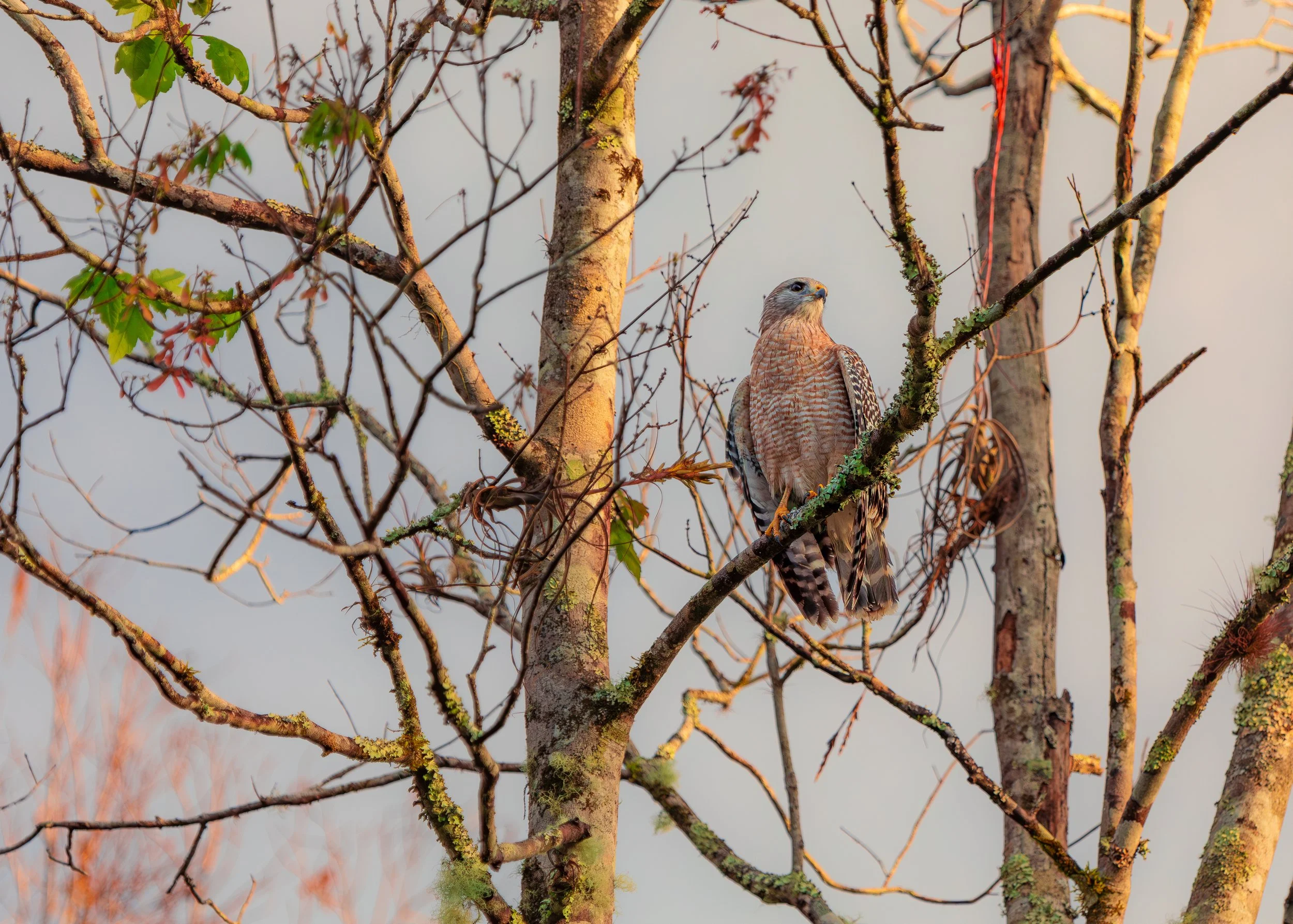 Bird 29.jpg