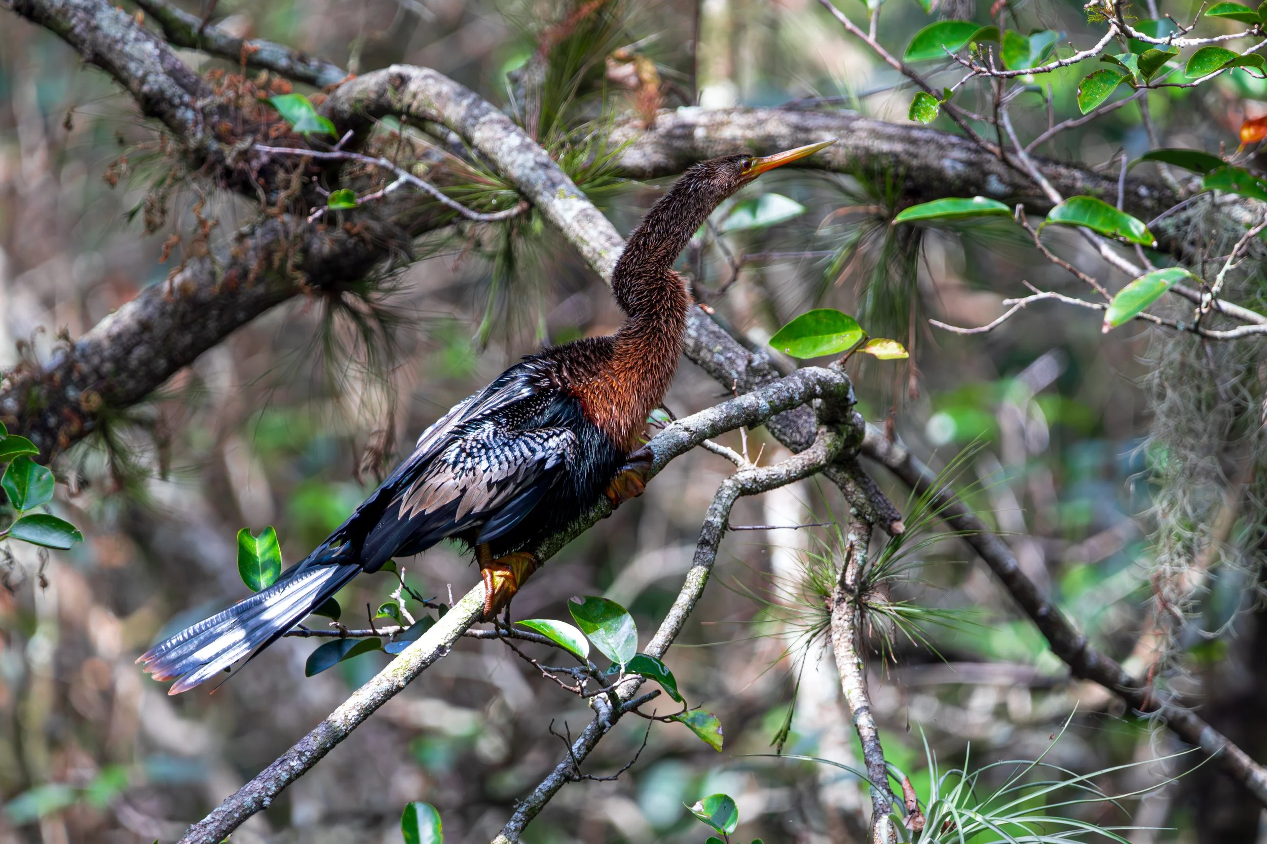Anhinga.jpg