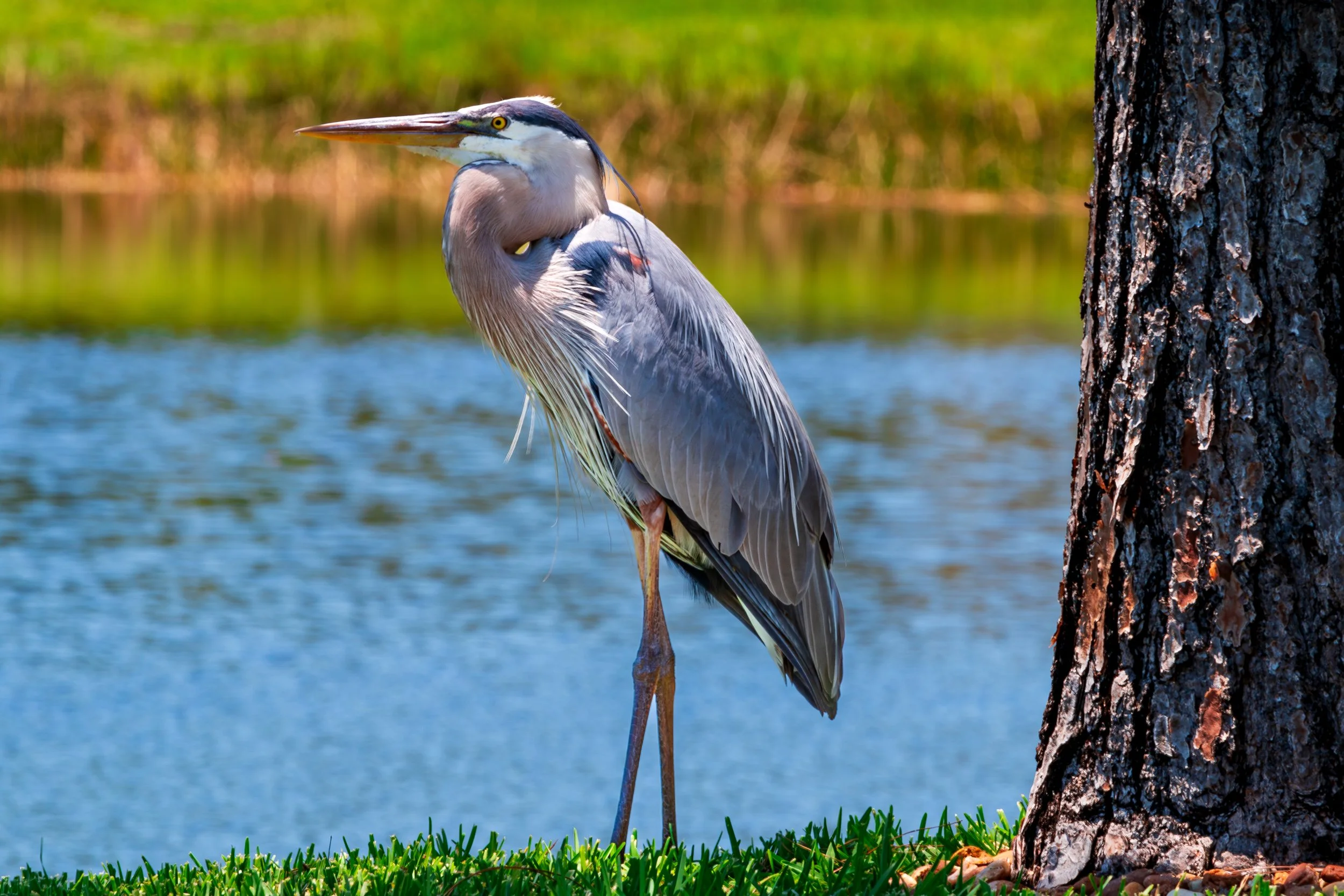 Bird 25.jpg