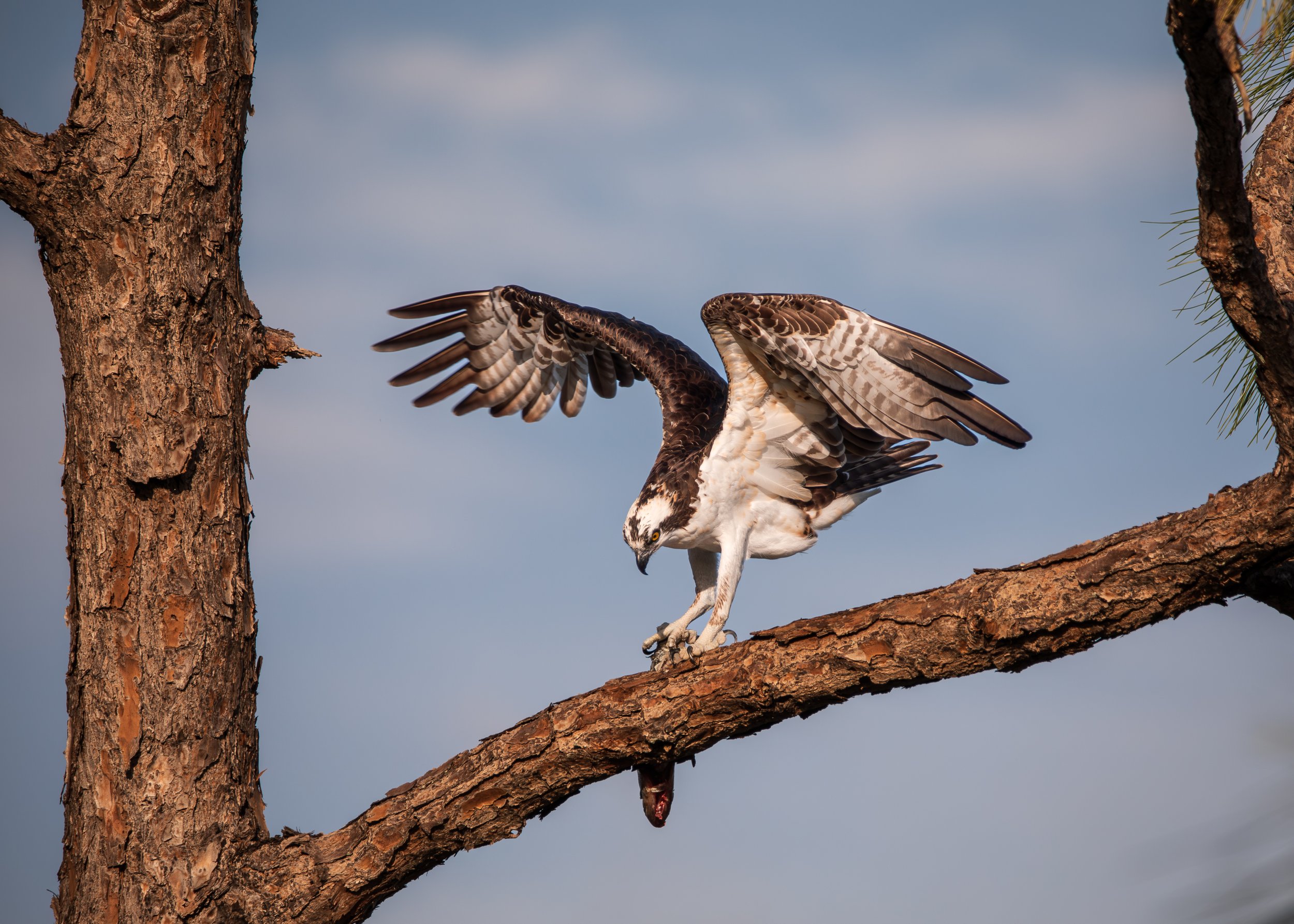 Bird 7.jpg
