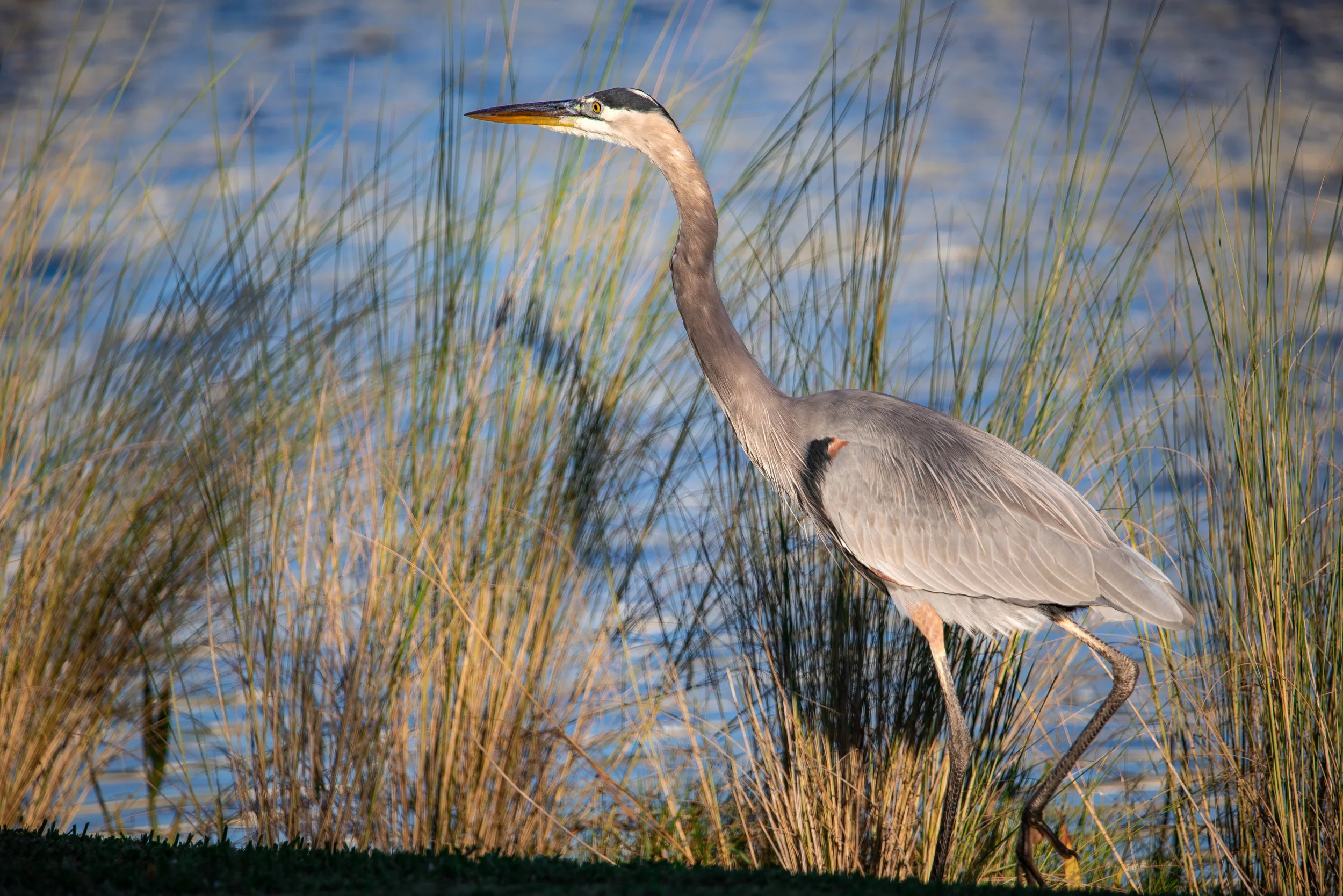 Bird 13.jpg