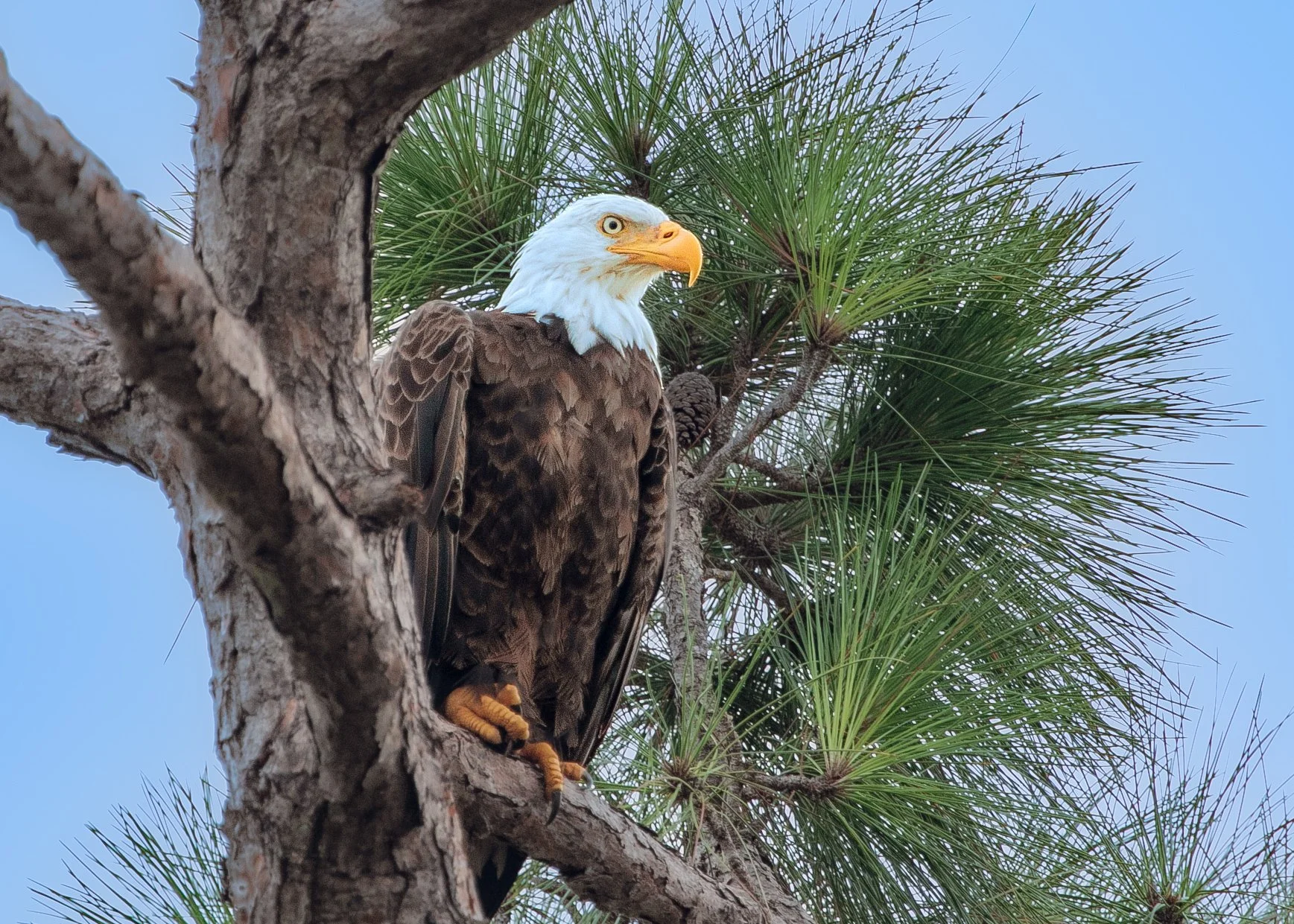 Bald Eagle-20.jpg