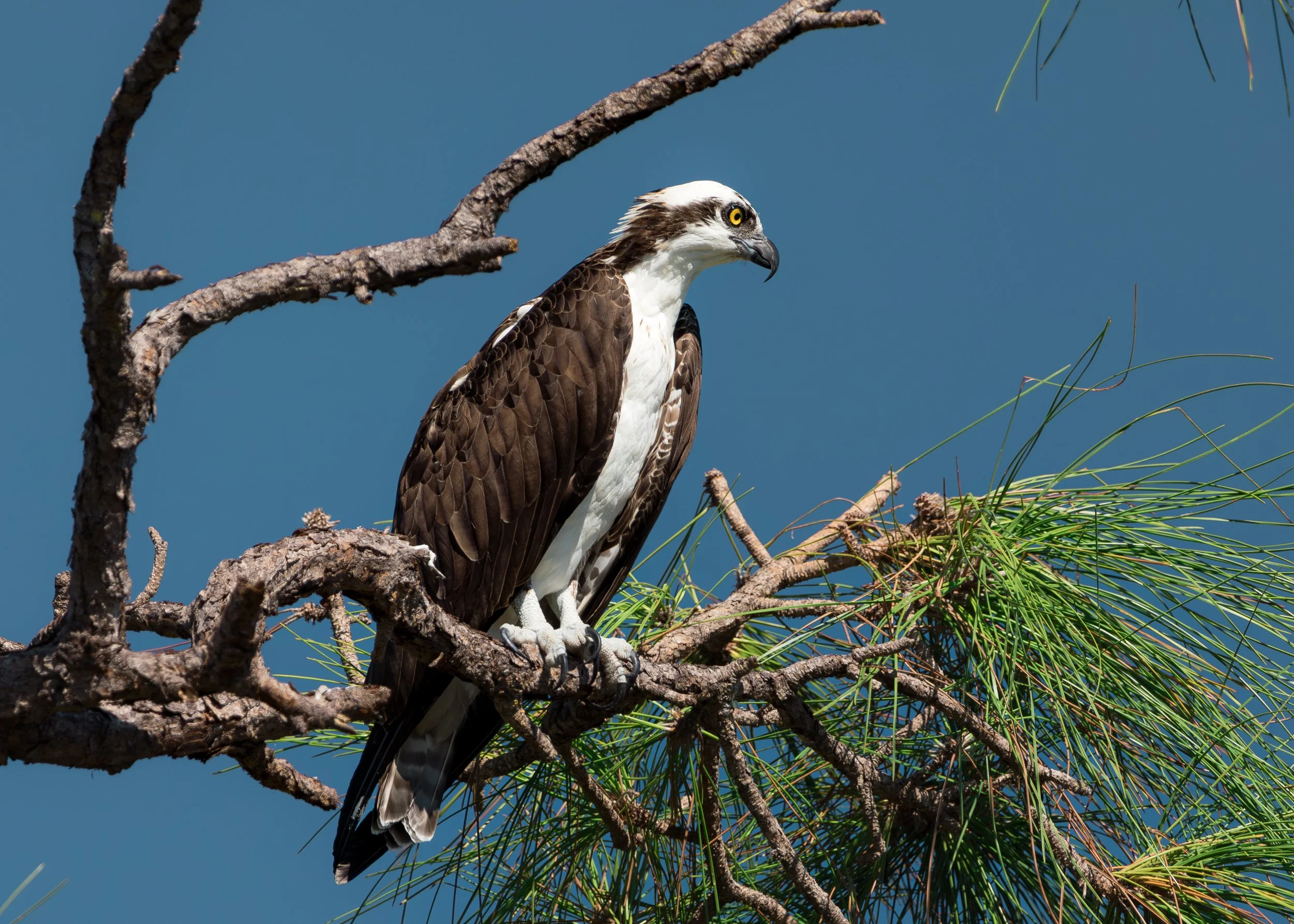 Bird 11.jpg