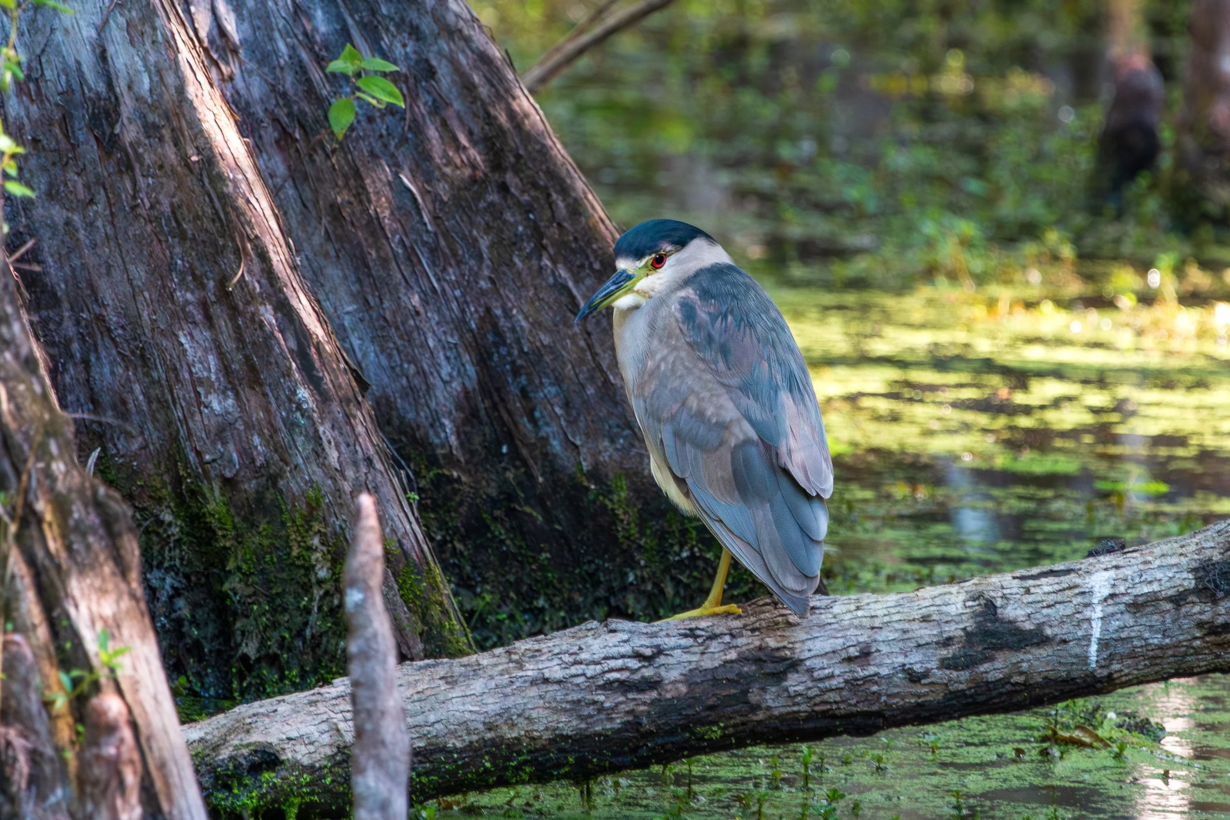 Bird 34.jpg