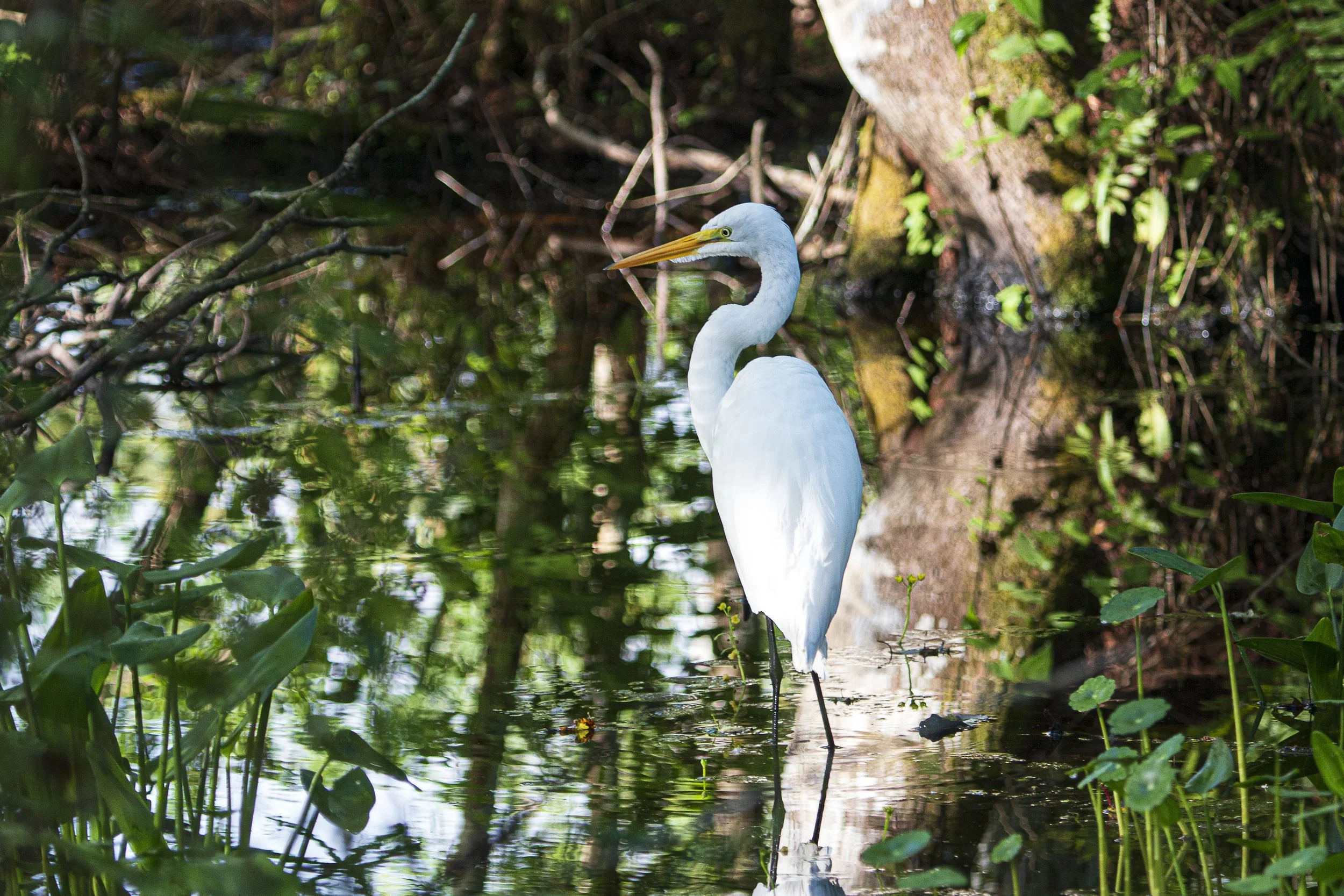 Egret Bird Rookery.jpg