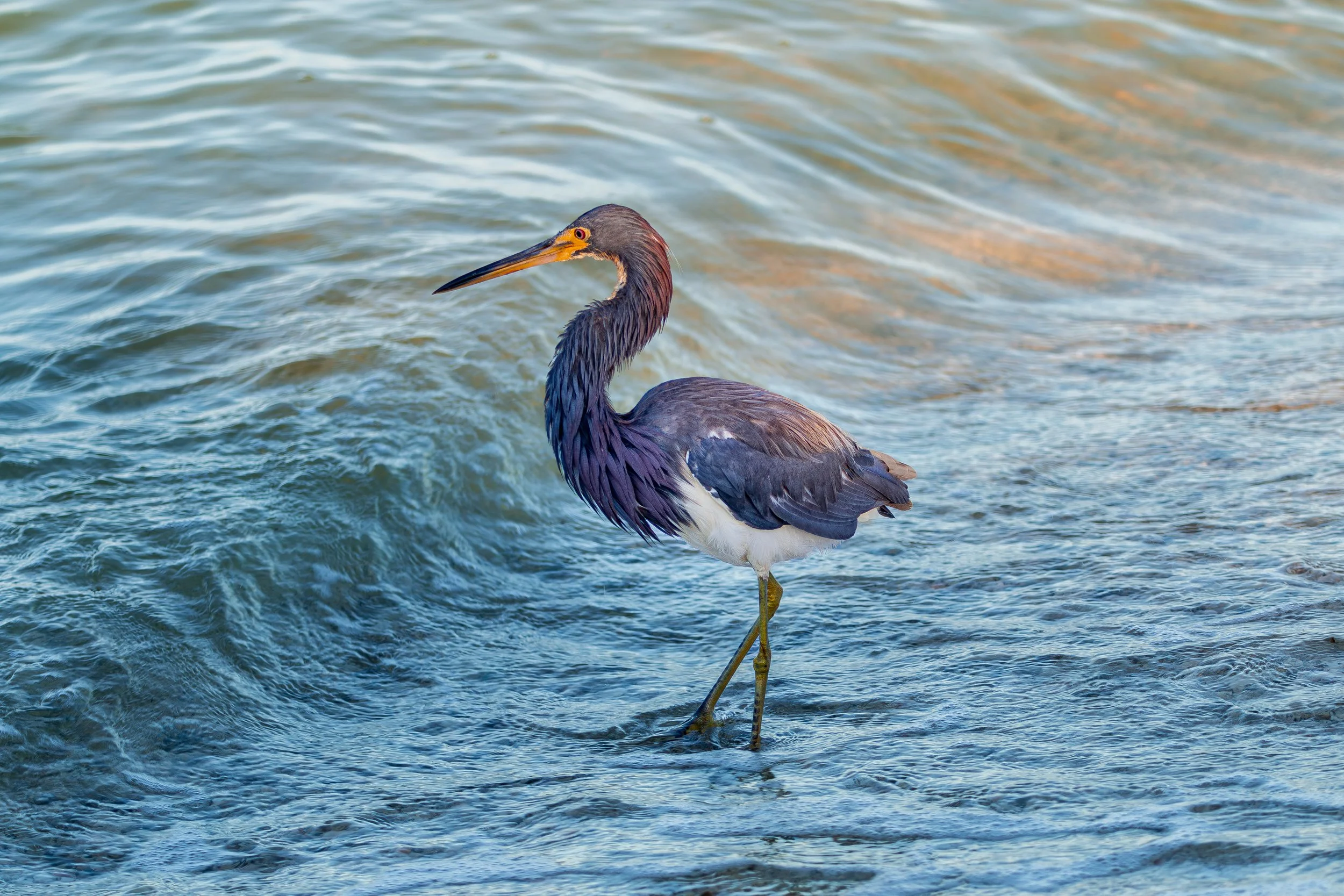 Bird 22.jpg