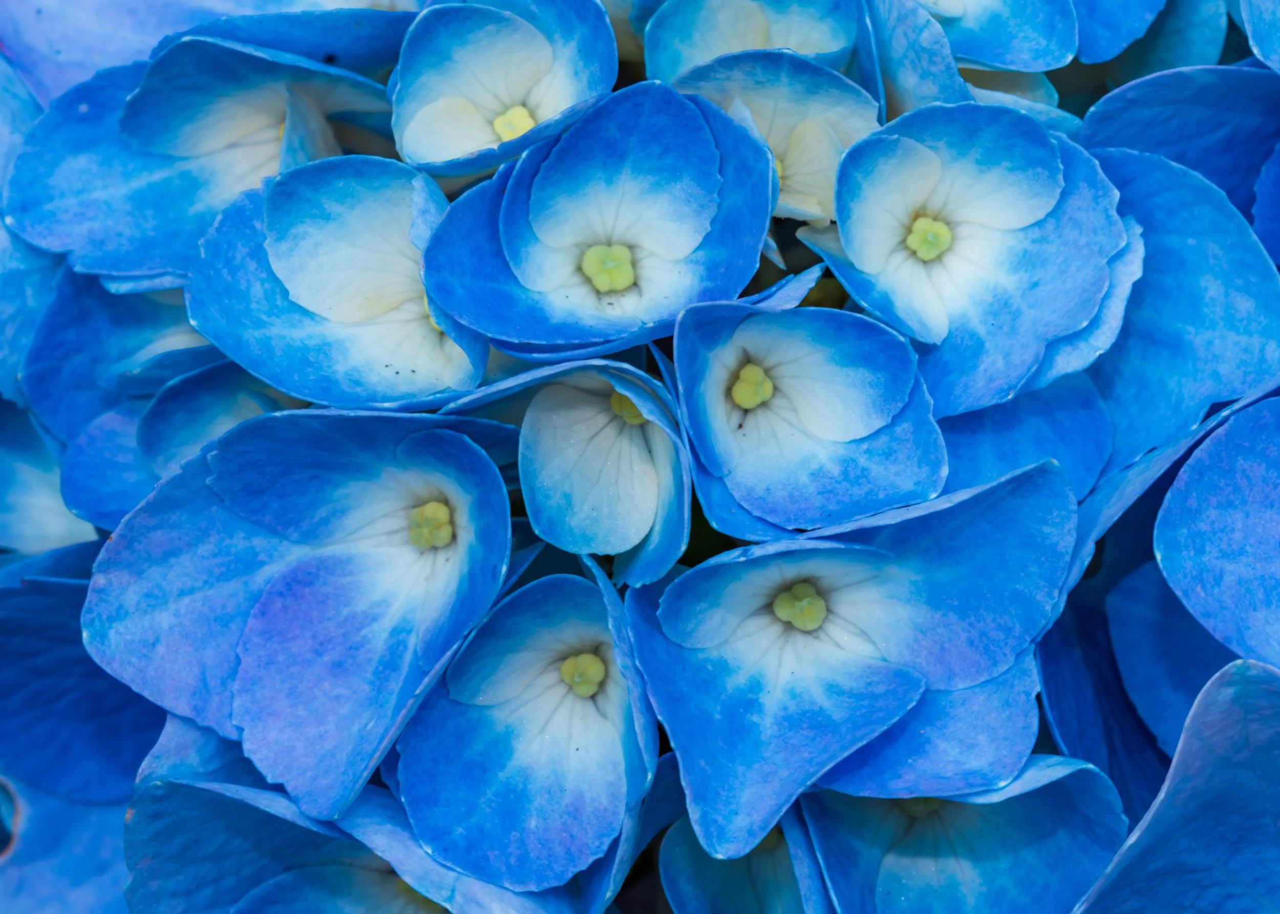 Blue hydrangea up close.jpg