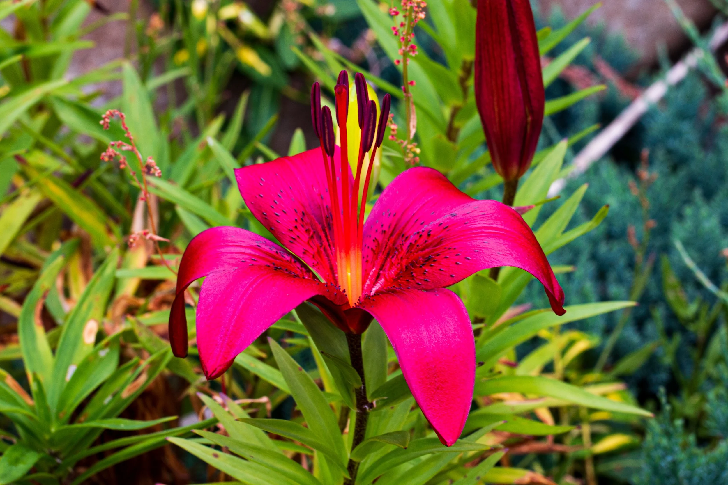 Red flower.jpg