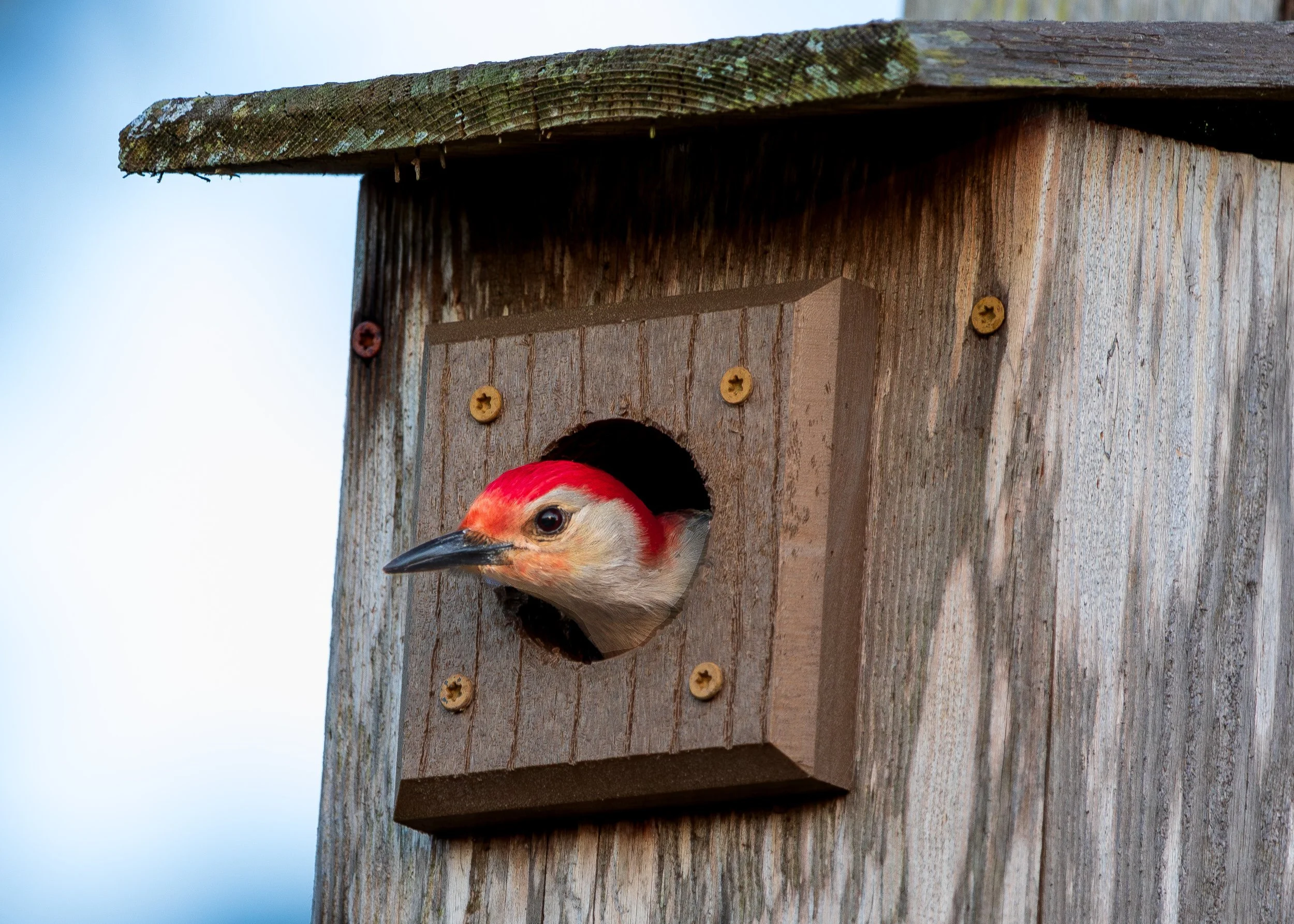 Bird 27.jpg