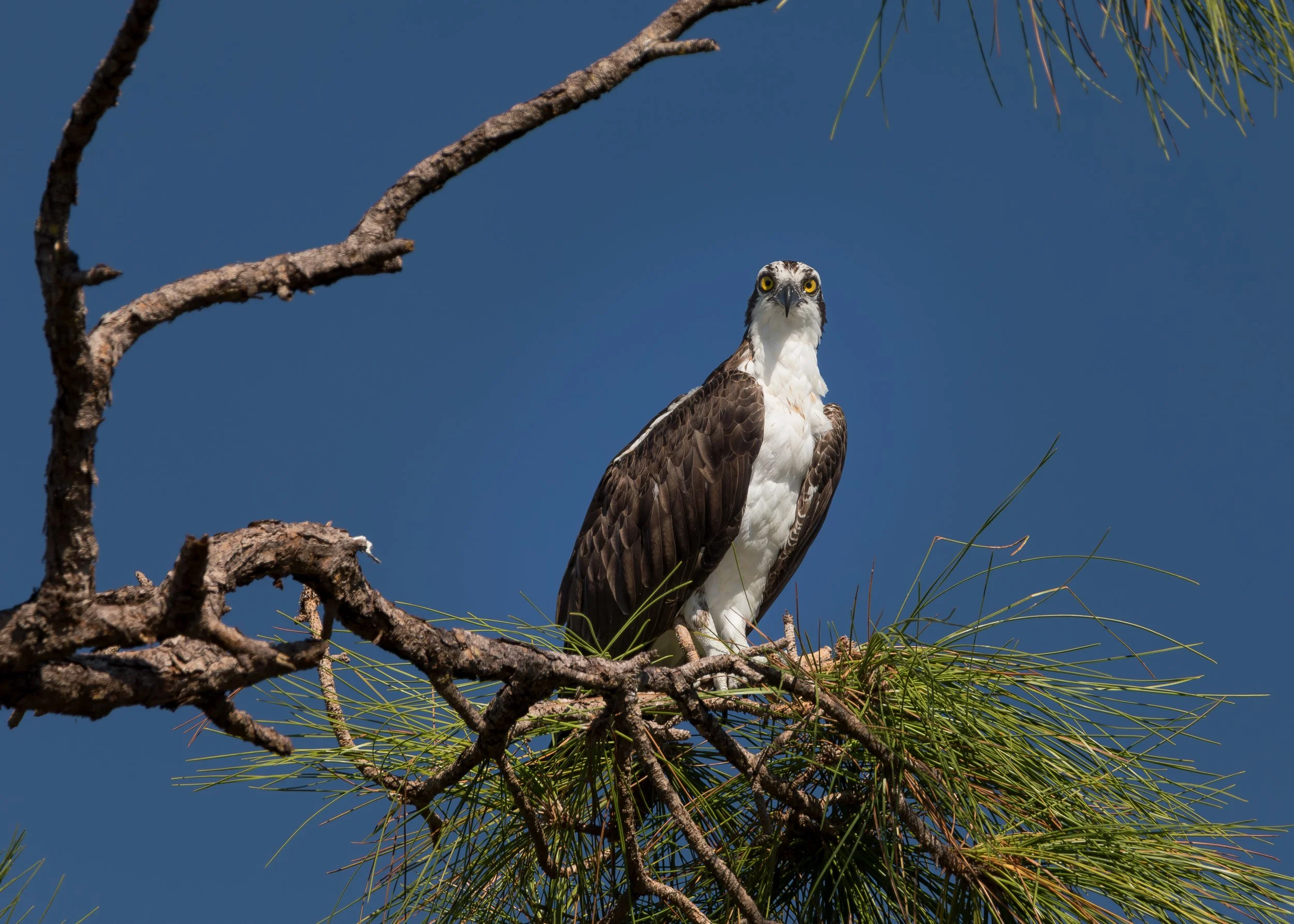 Bird 9.jpg