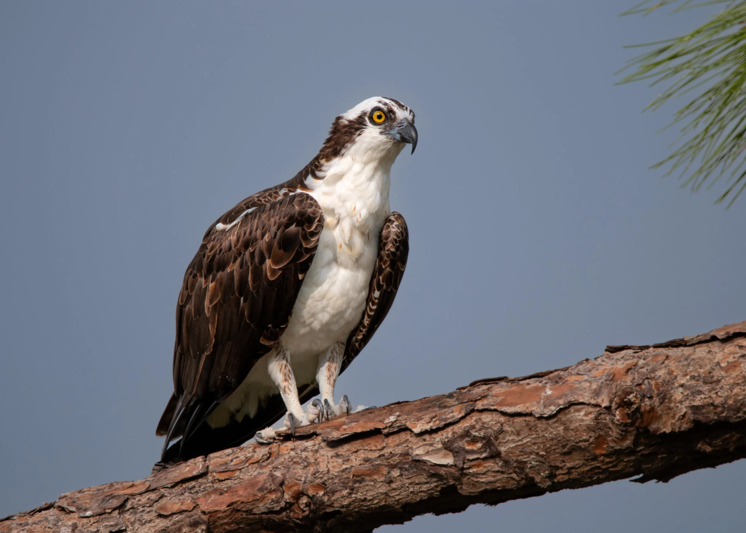 Bird 23.jpg