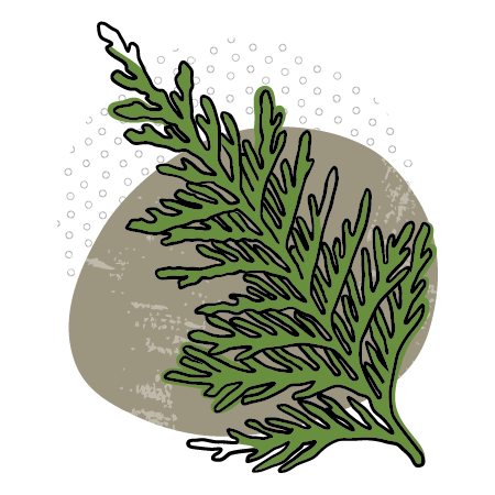 Flowy illustration of a green cedar sprig on an organic brown blob background