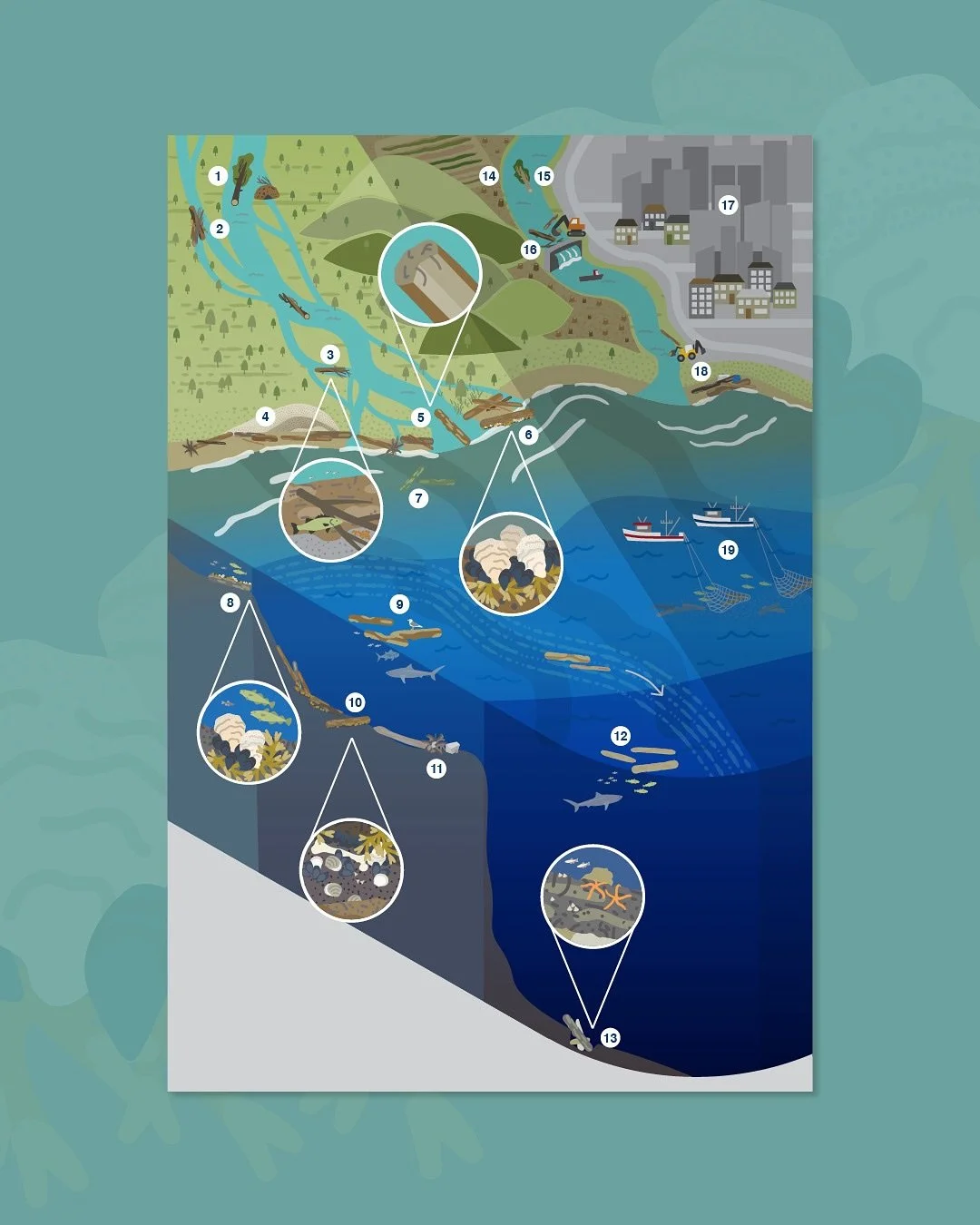 Have you ever considered the role a tree plays in our marine ecosystems? 

From forest to the deep sea, this suite of scientific diagrams was created for a global review paper commissioned through Jon Dickson and the Royal Netherlands Institute for S