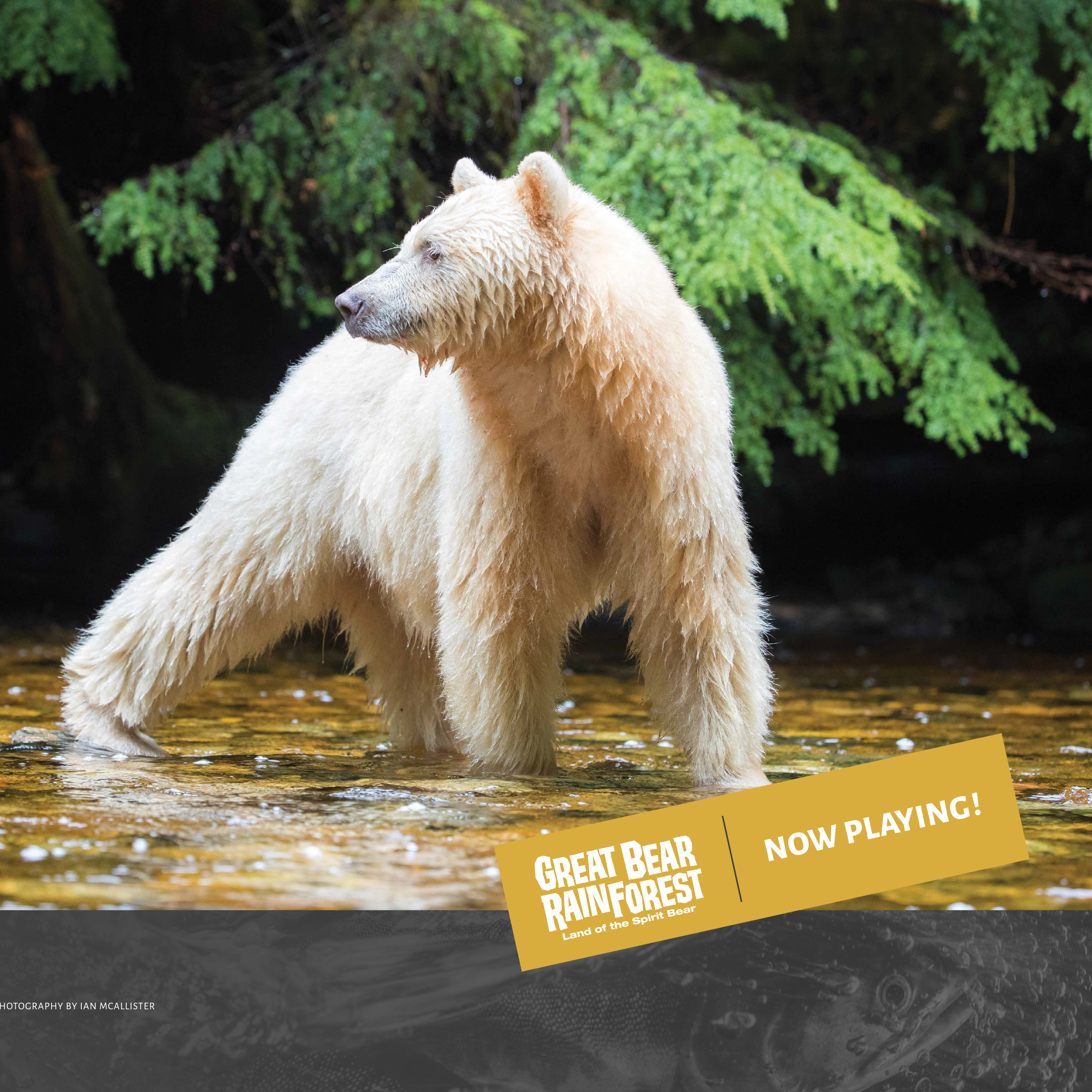 Great Bear Rainforest IMAX