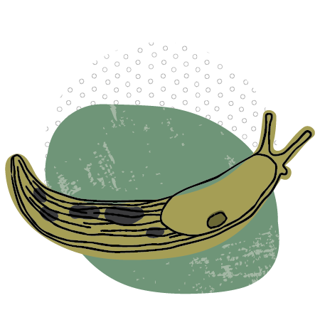 Flowy illustration of a gold banana slug on an organic green blob background